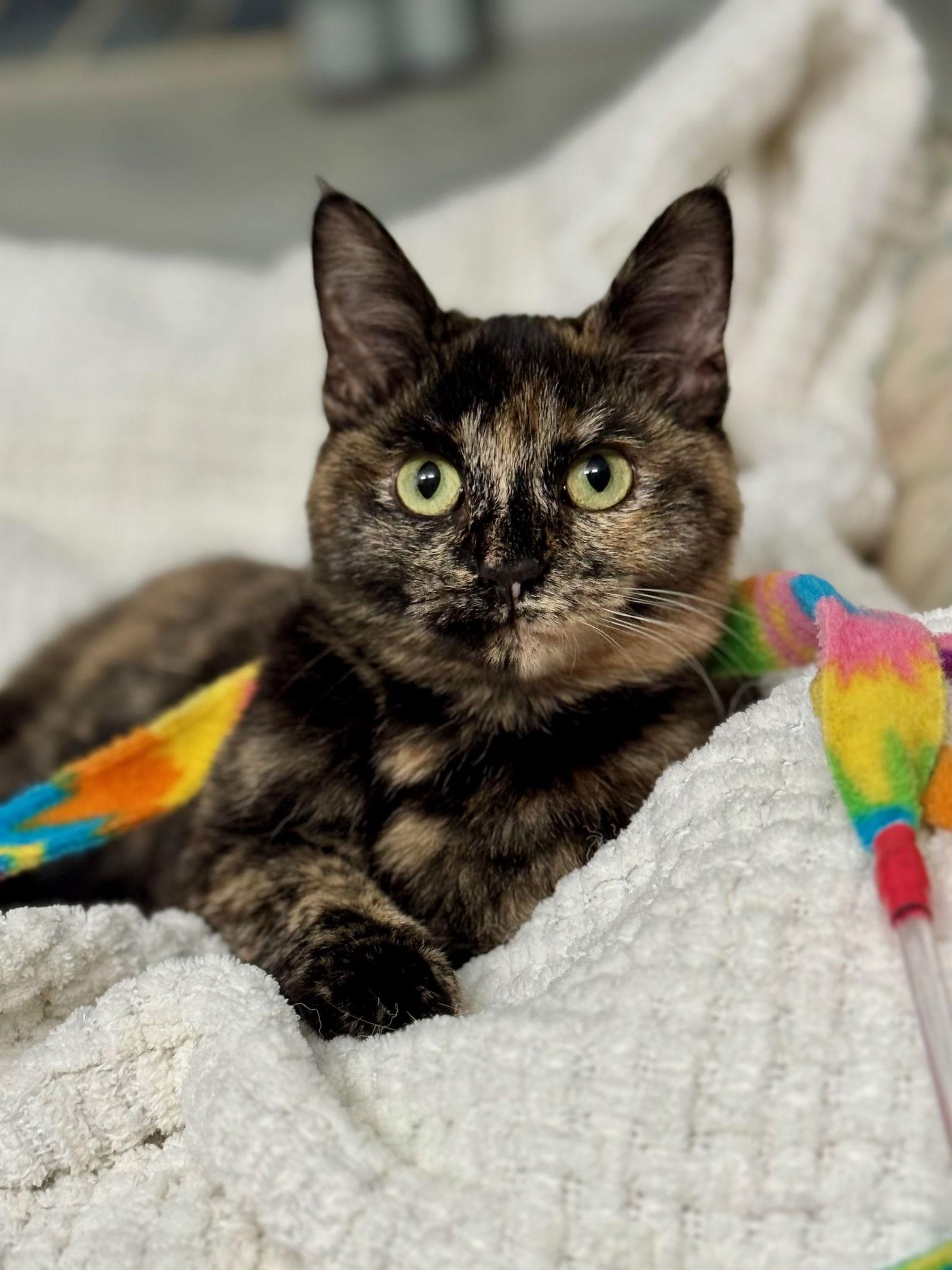 Enlarge Goldie, a Adopted Tortoiseshell in Walnut Creek, CA image 3/3