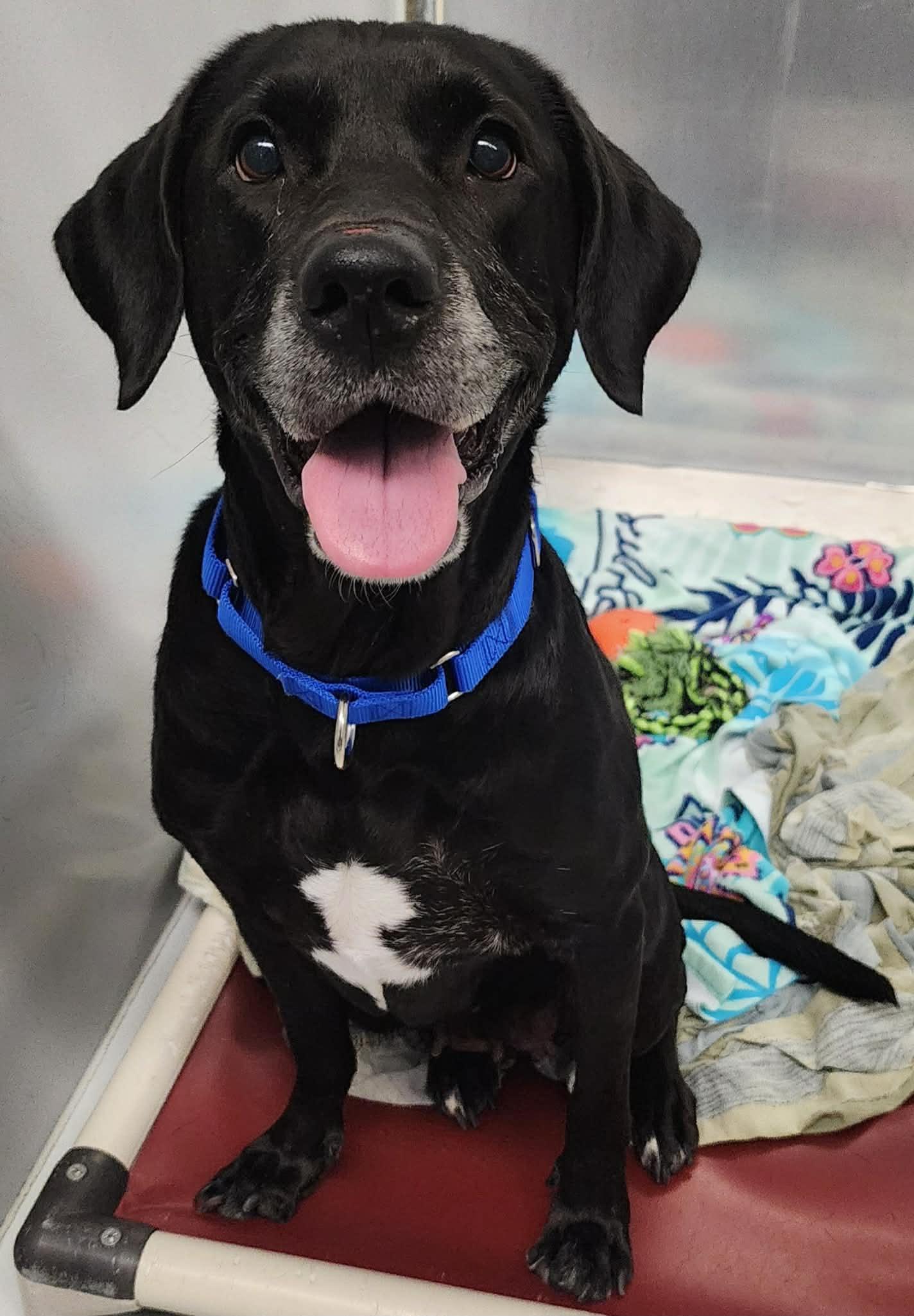 Tina, ADOPTABLE, Adult Female Black Labrador Retriever.
