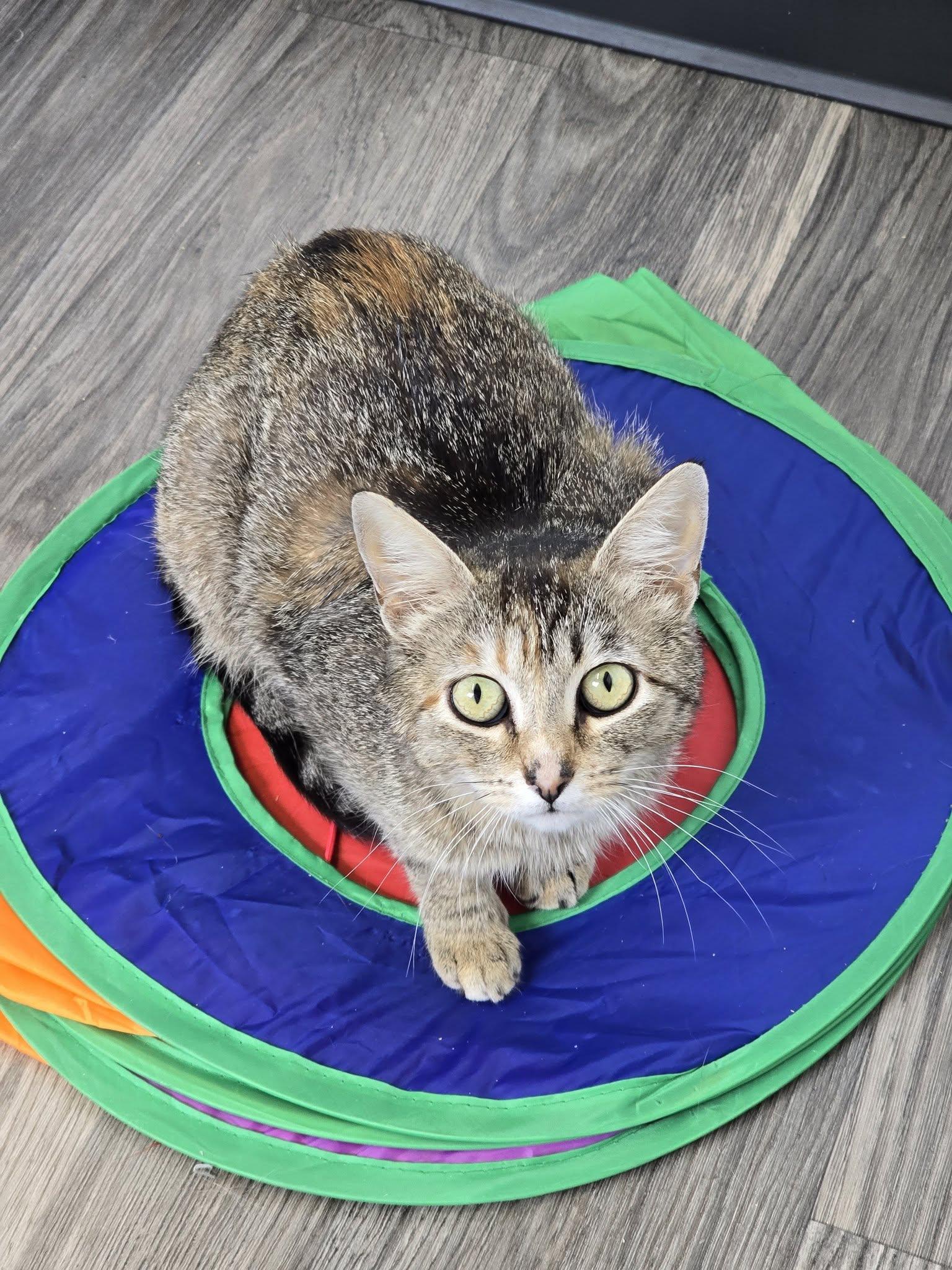 Sookie, ADOPTABLE, Adult Female Domestic Short Hair.