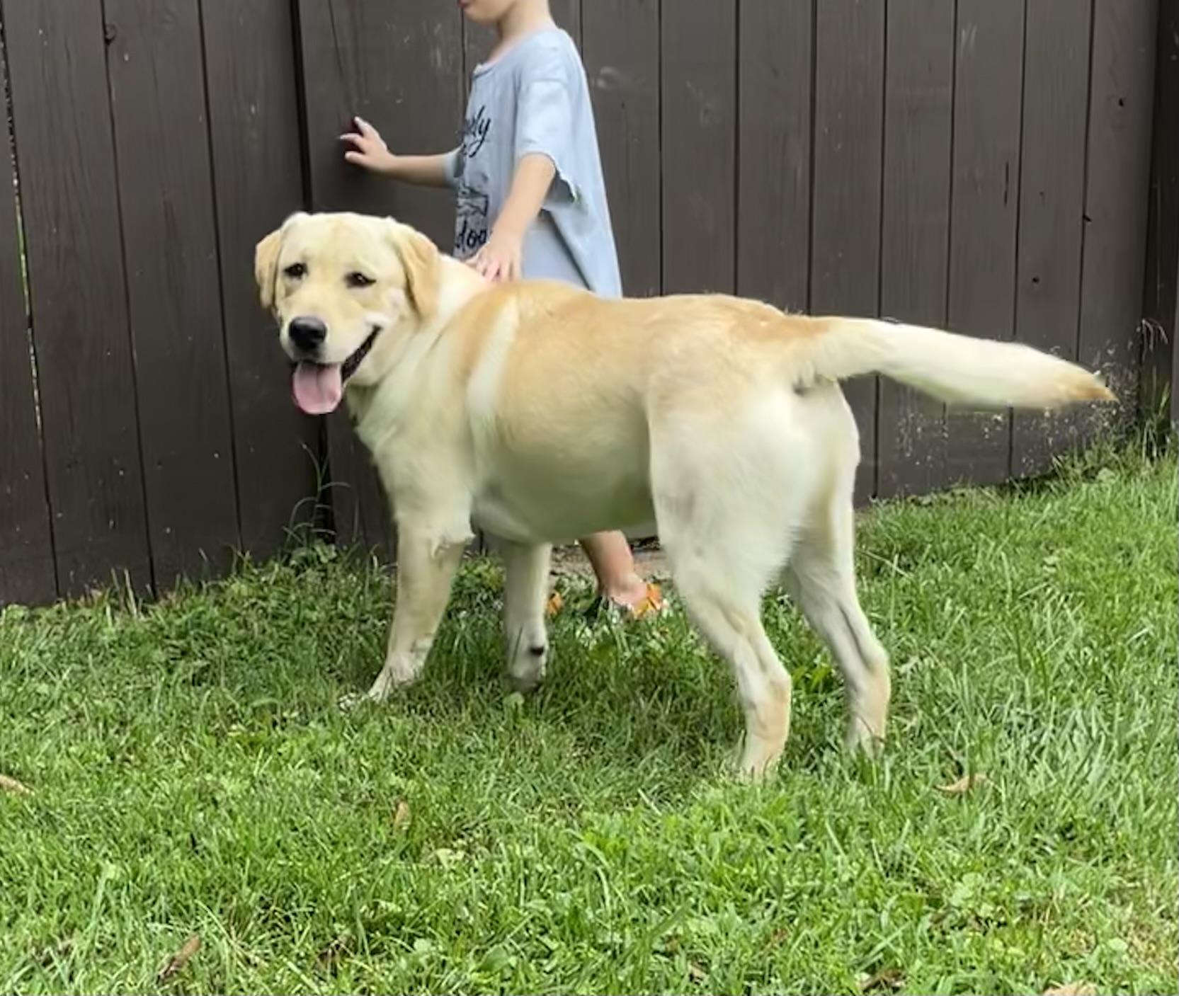Enlarge Milo, a Adopted Yellow Labrador Retriever in Fairfax, VA image 4/4