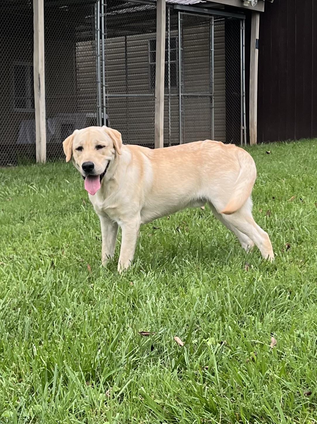 Enlarge Milo, a Adopted Yellow Labrador Retriever in Fairfax, VA image 2/4