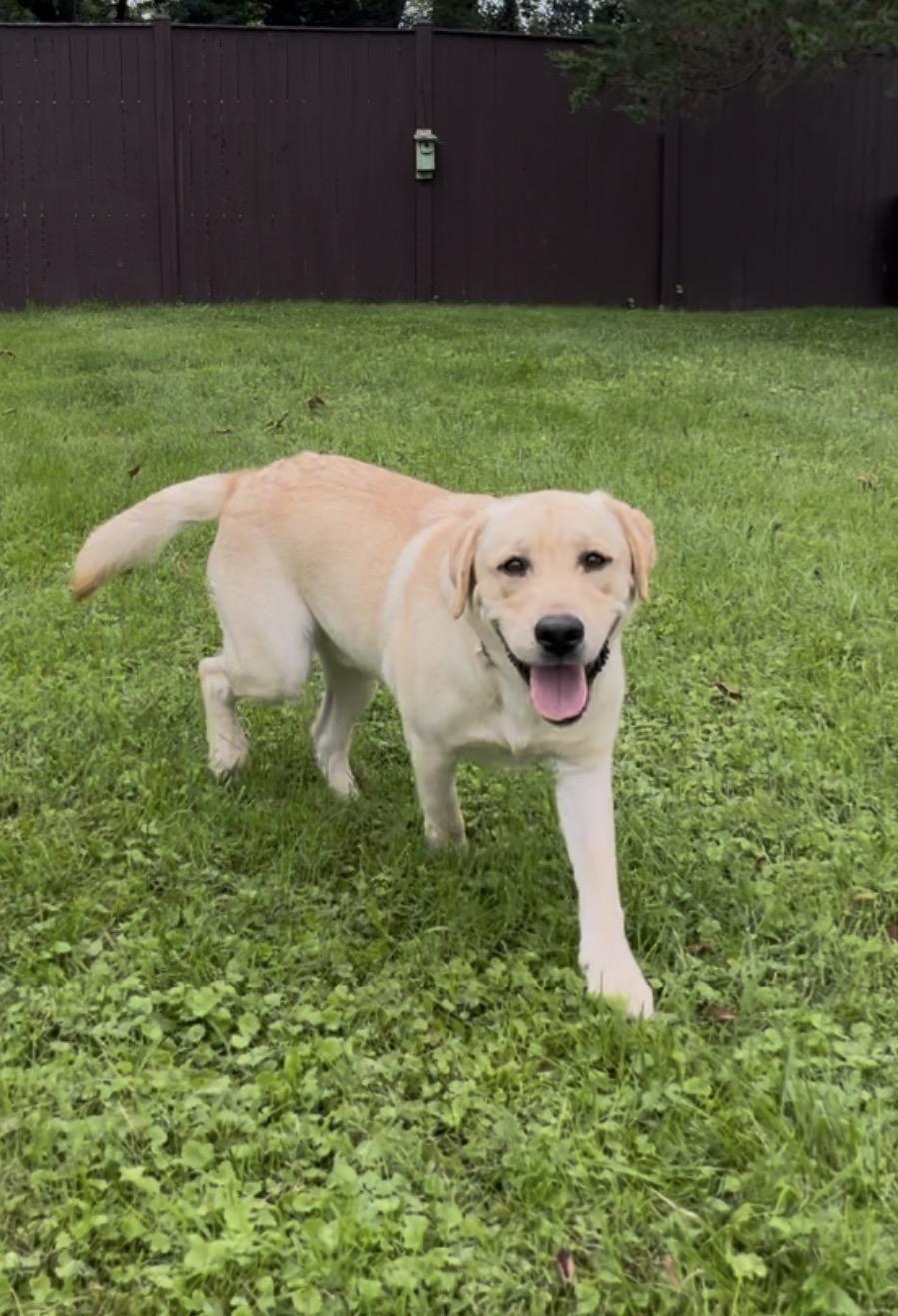 Enlarge Milo, a Adopted Yellow Labrador Retriever in Fairfax, VA image 3/4