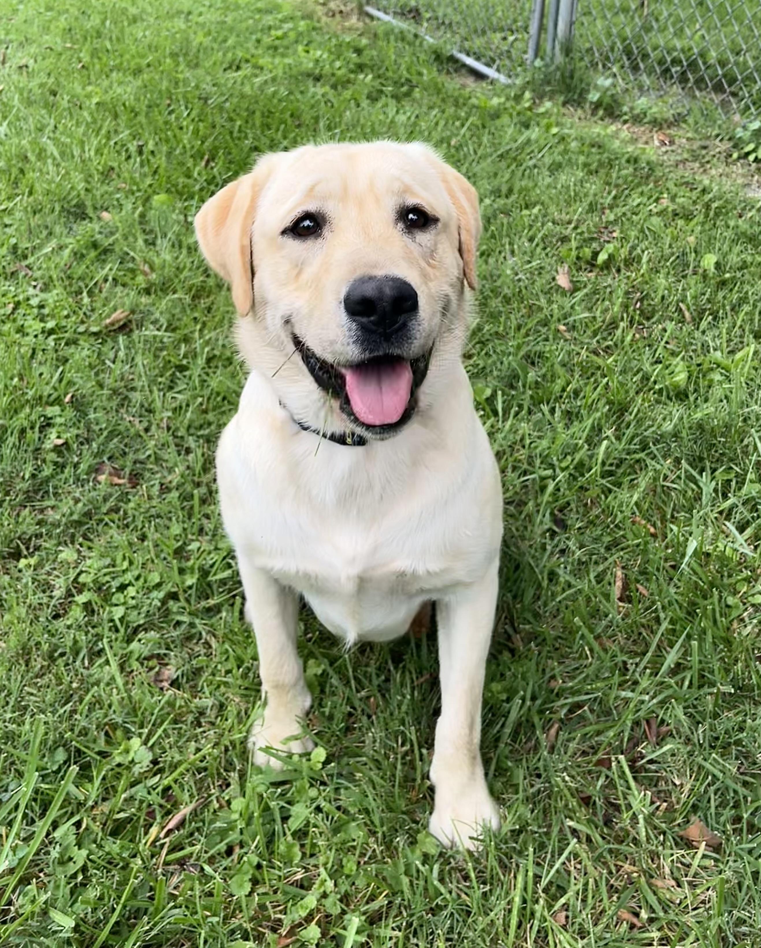 Enlarge Milo, a Adopted Yellow Labrador Retriever in Fairfax, VA image 1/4