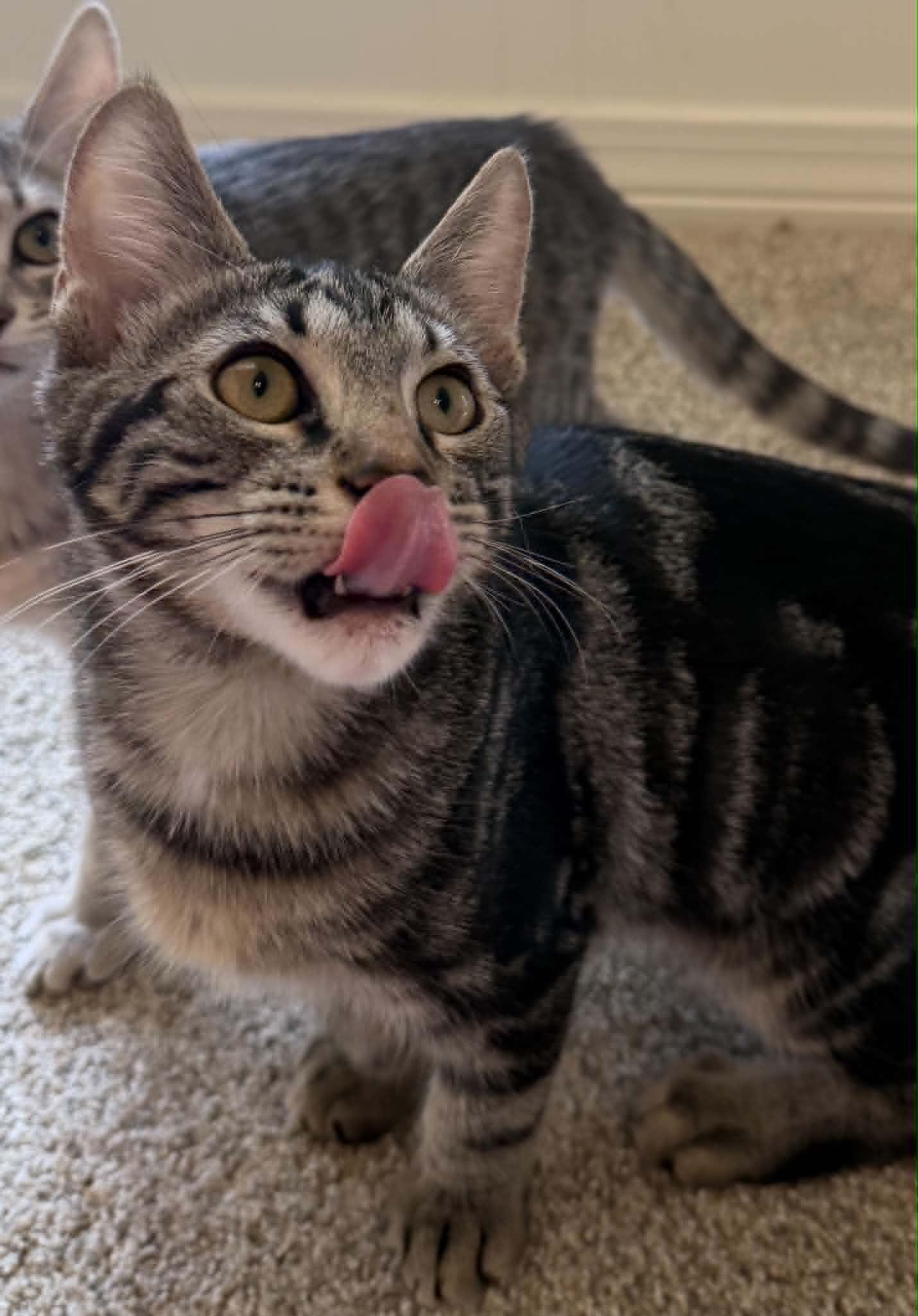 Enlarge Hershey (As sweet as his name), a Adoptable Tabby in Mobile, AL image 3/6