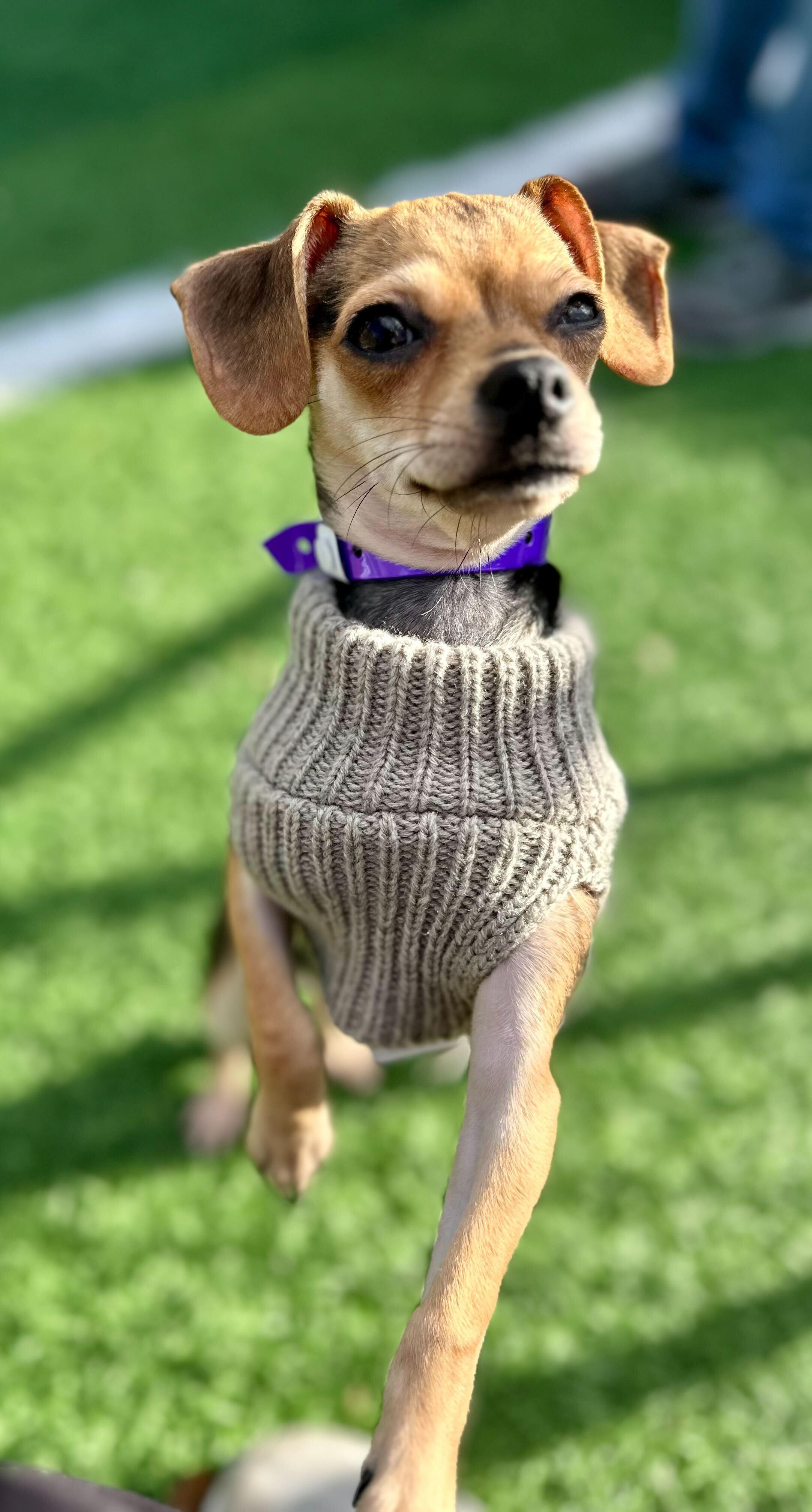 Brie *HERE IN NH*, an adopted Mixed Breed in Northwood, NH image 5/5