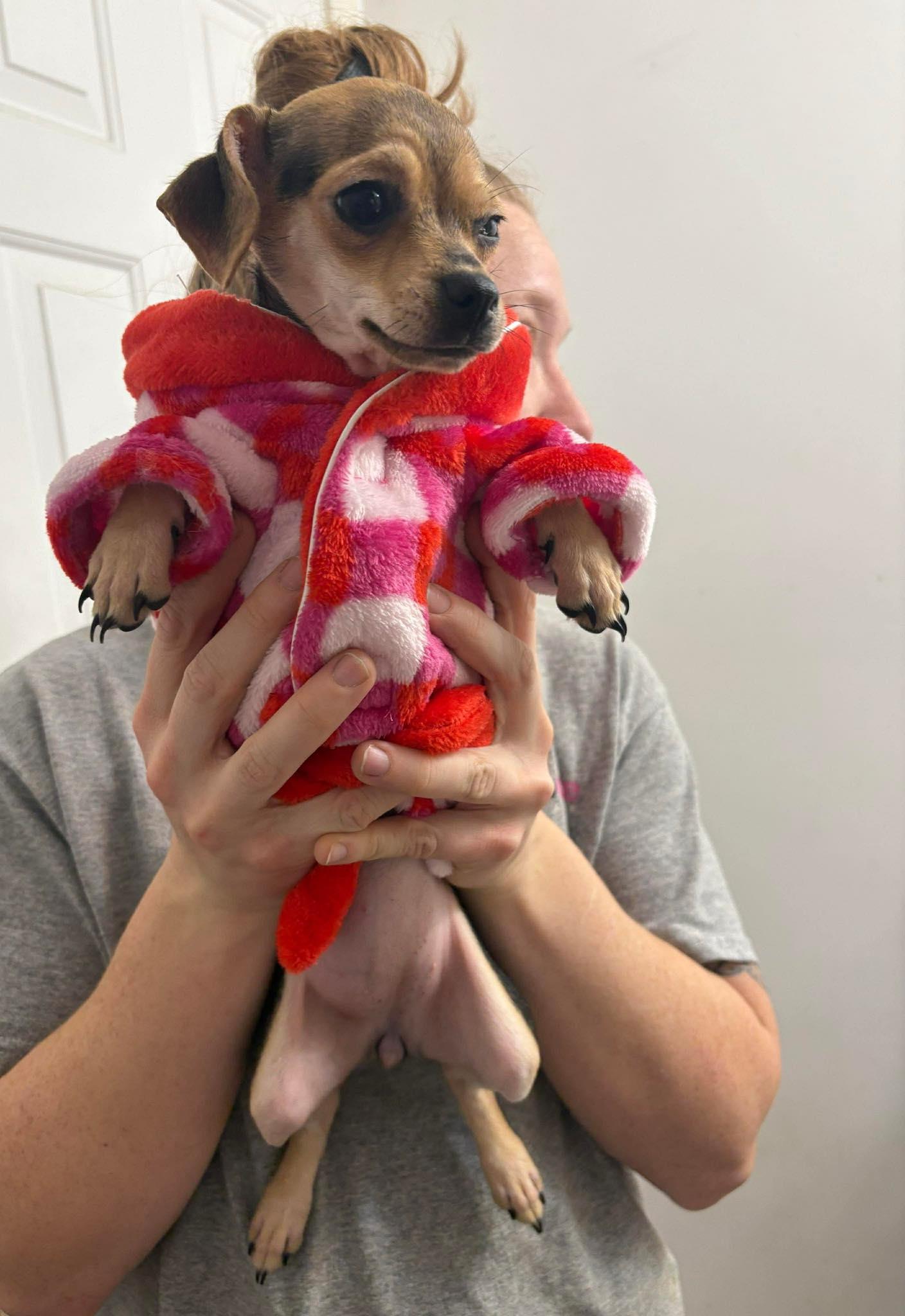 Brie *HERE IN NH*, an adopted Mixed Breed in Northwood, NH image 3/5