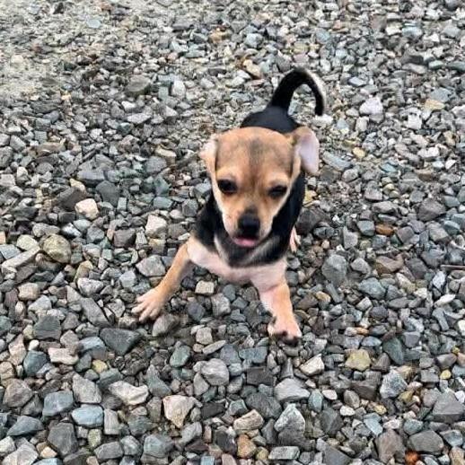 Brie *HERE IN NH*, an adopted Mixed Breed in Northwood, NH image 2/5