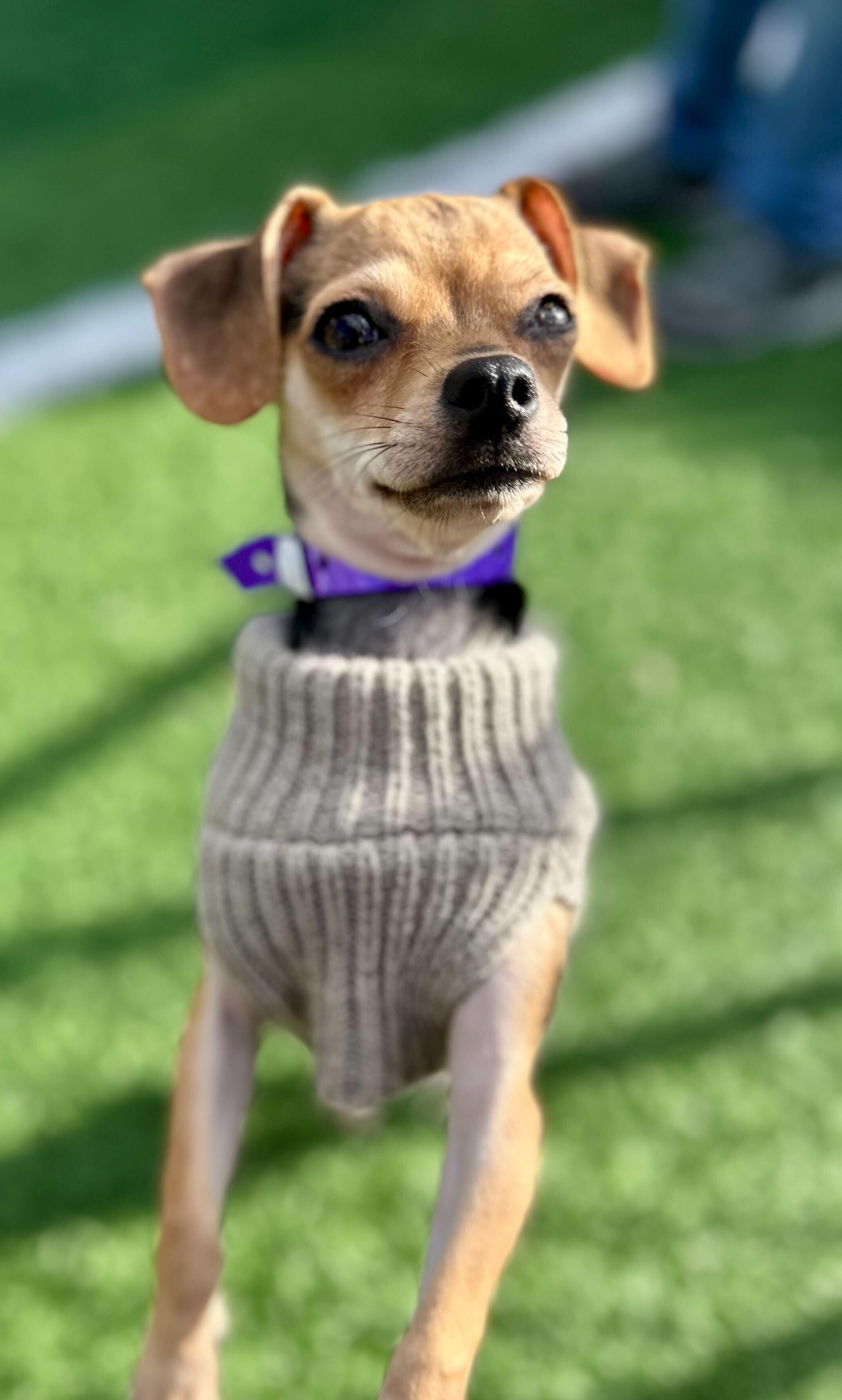 Brie *HERE IN NH*, an adopted Mixed Breed in Northwood, NH image 1/5