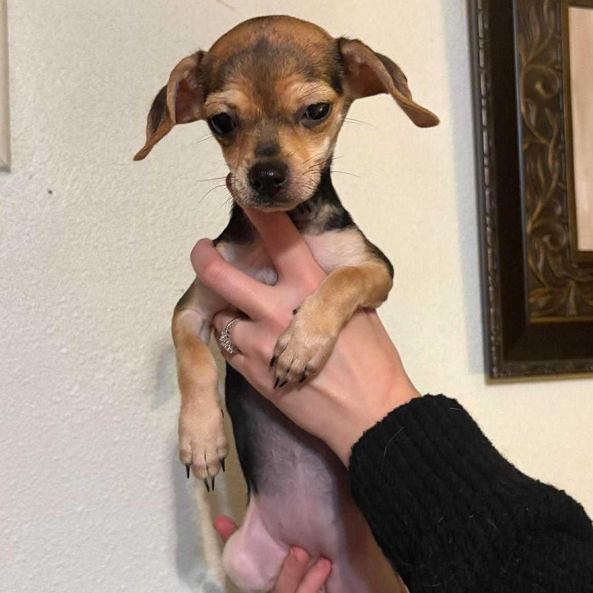 Brie *HERE IN NH*, an adopted Mixed Breed in Northwood, NH image 4/5