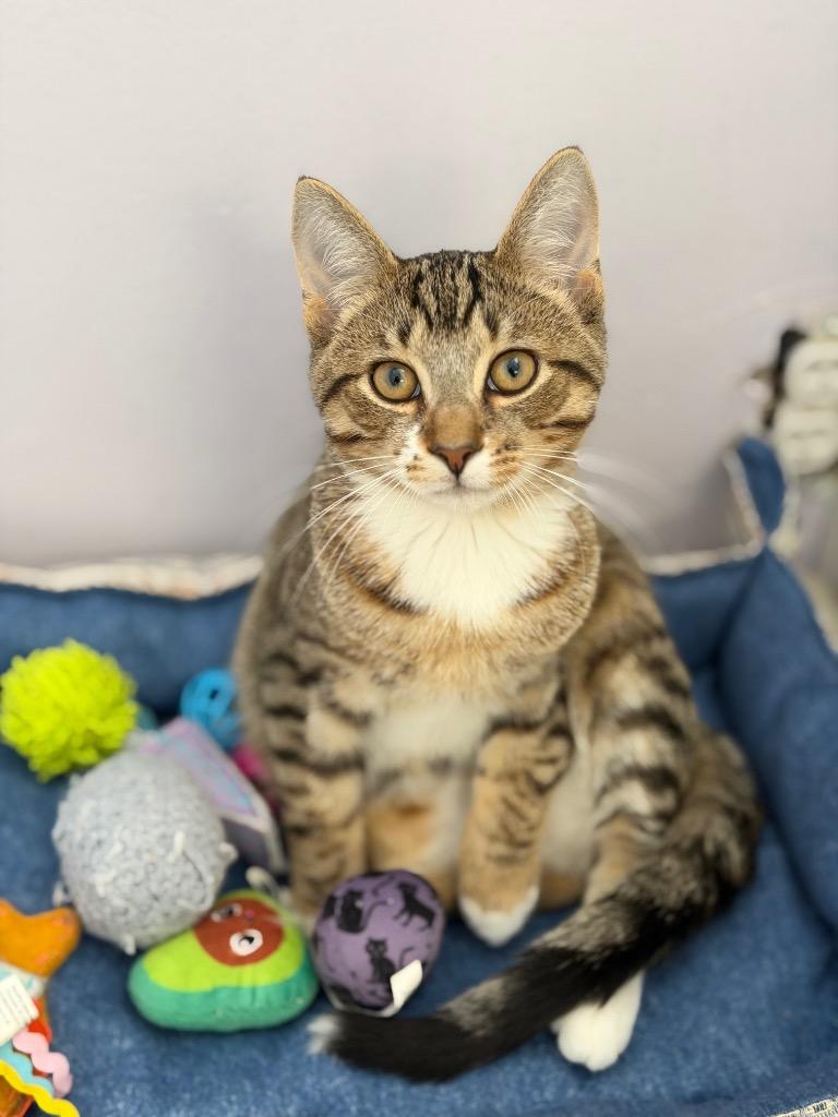 Enlarge GIR, a Adoptable mixed breed in Peru, NY image 2/4