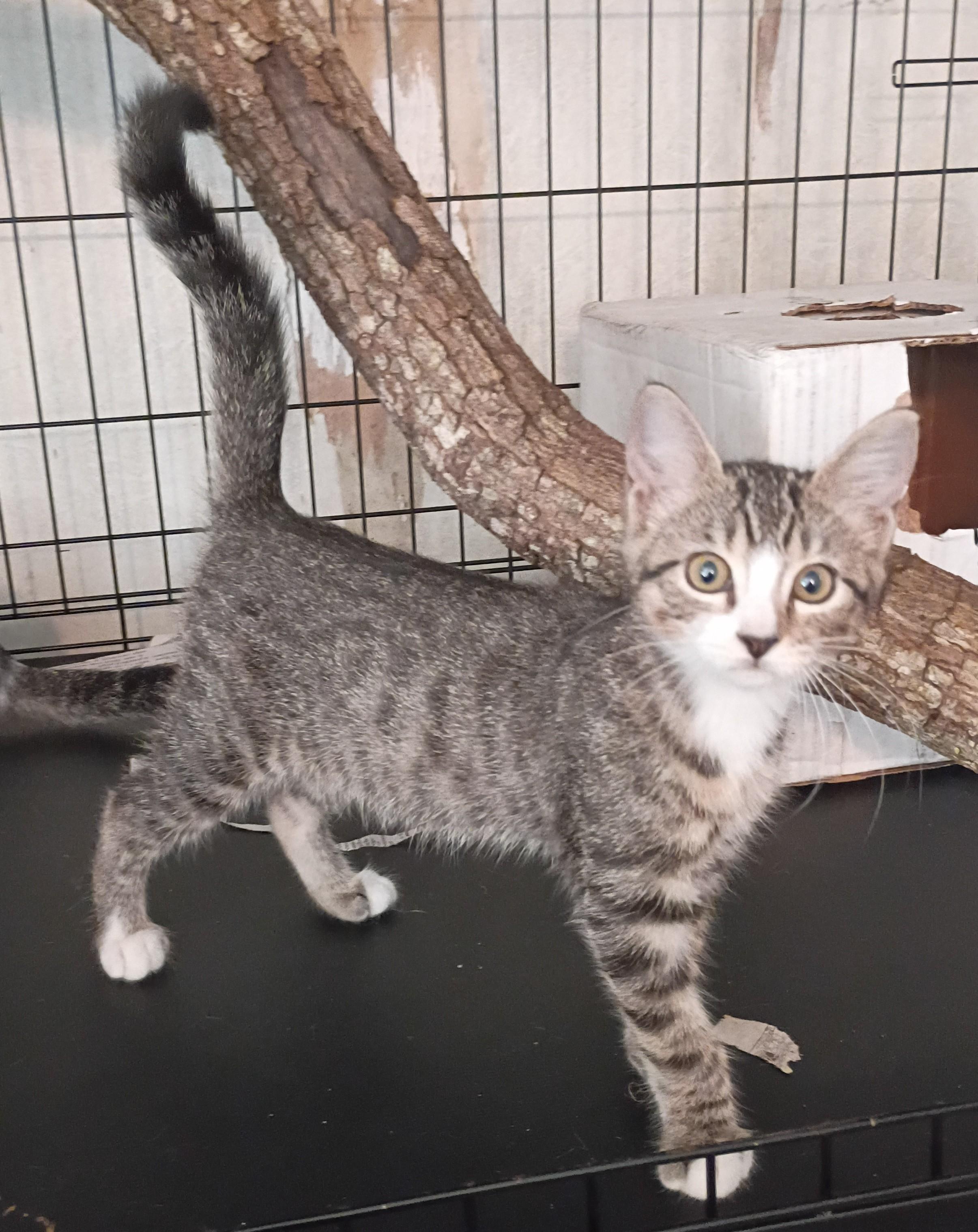 ZODIE, ADOPTABLE, Kitten Female Domestic Short Hair.