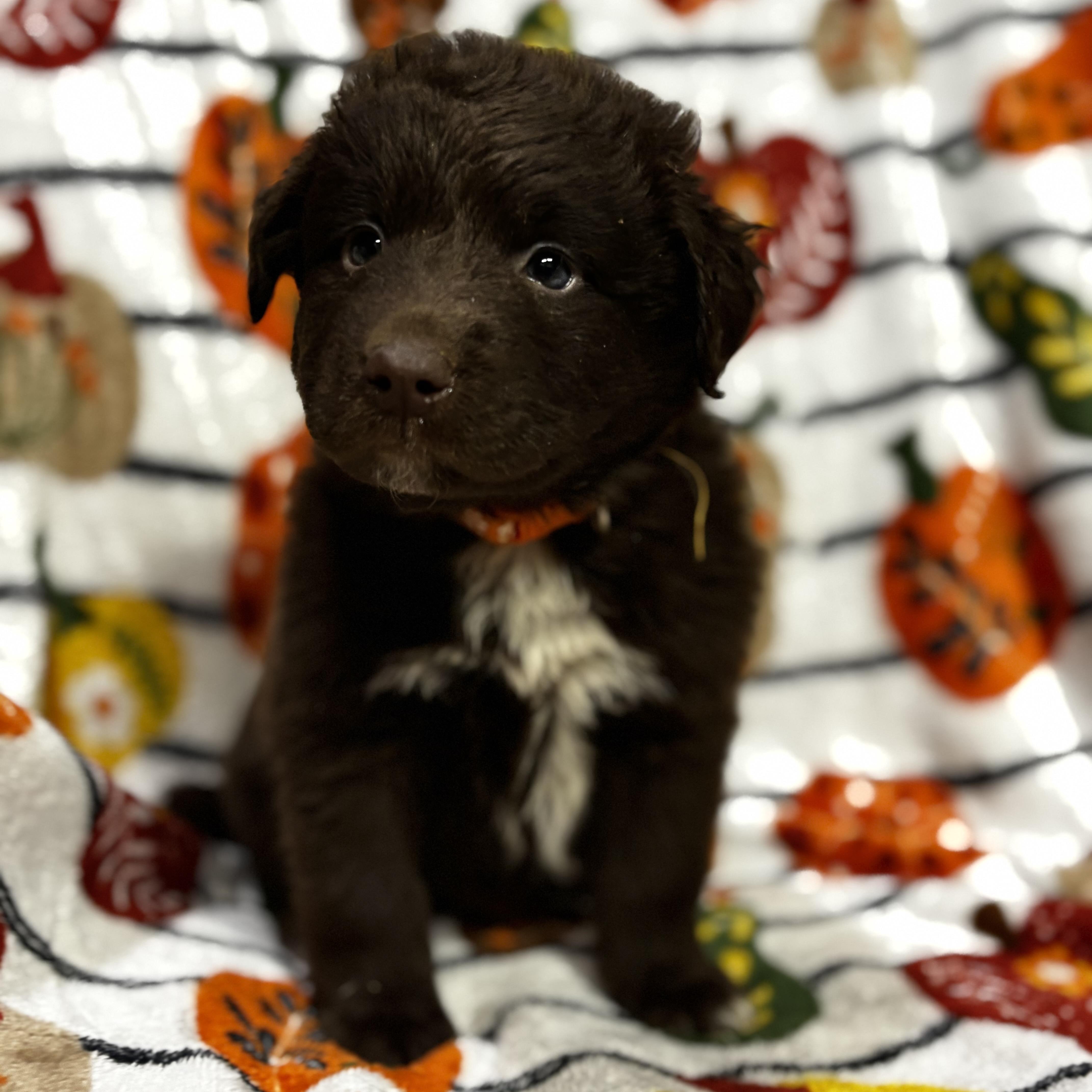 Enlarge Benny, a Adoptable mixed breed in Latham, NY image 2/6