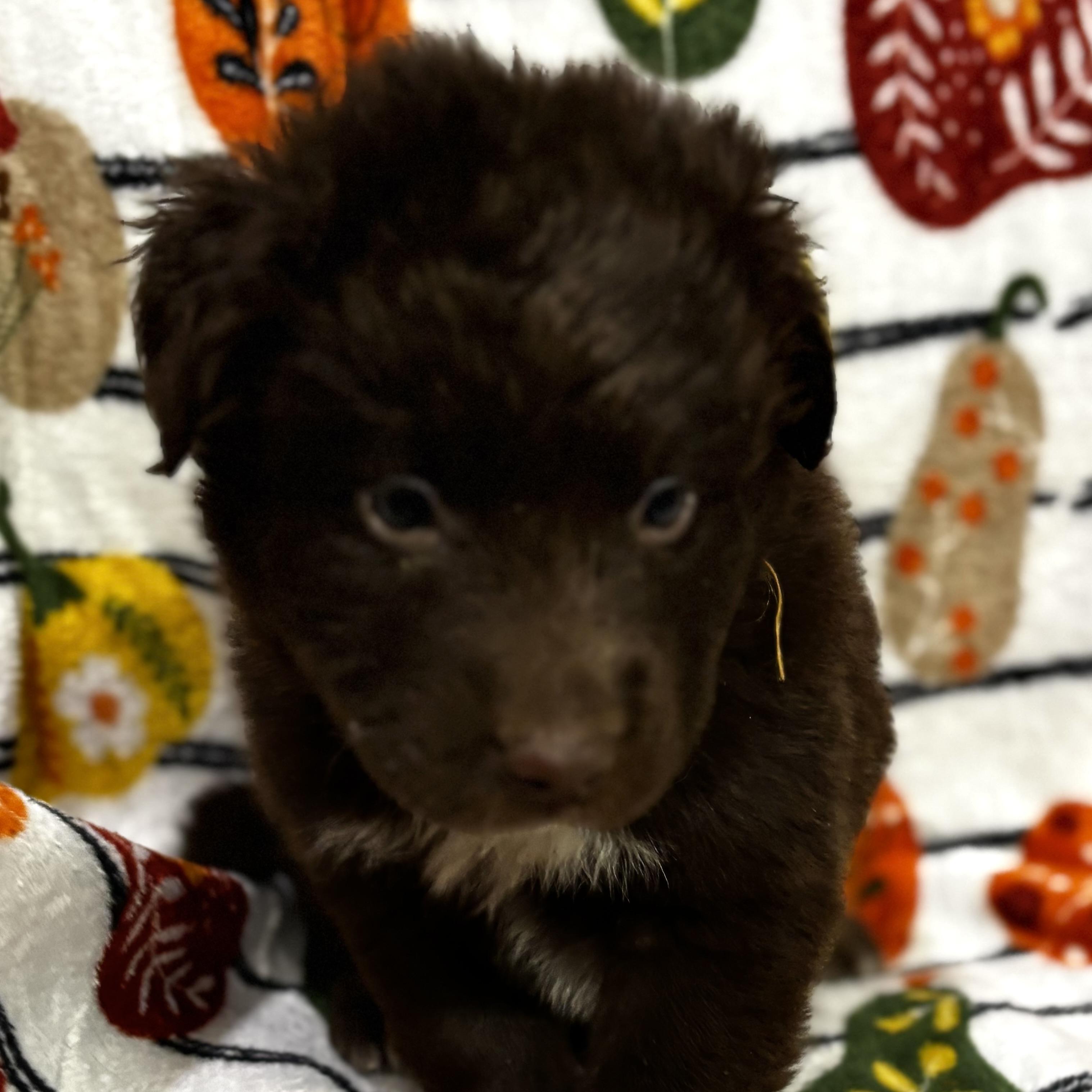 Enlarge Benny, a Adoptable mixed breed in Latham, NY image 3/6