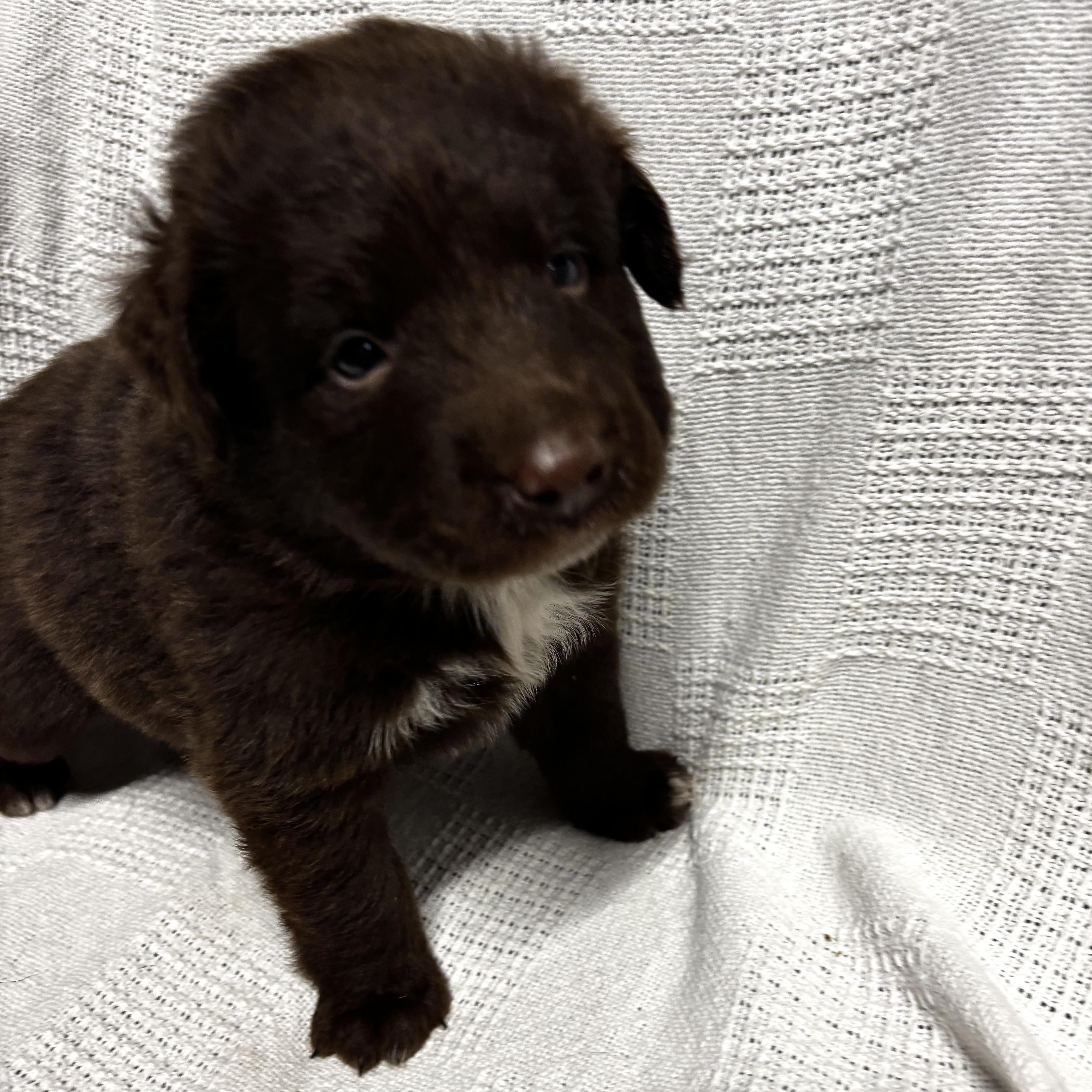 Enlarge Benny, a Adoptable mixed breed in Latham, NY image 4/6