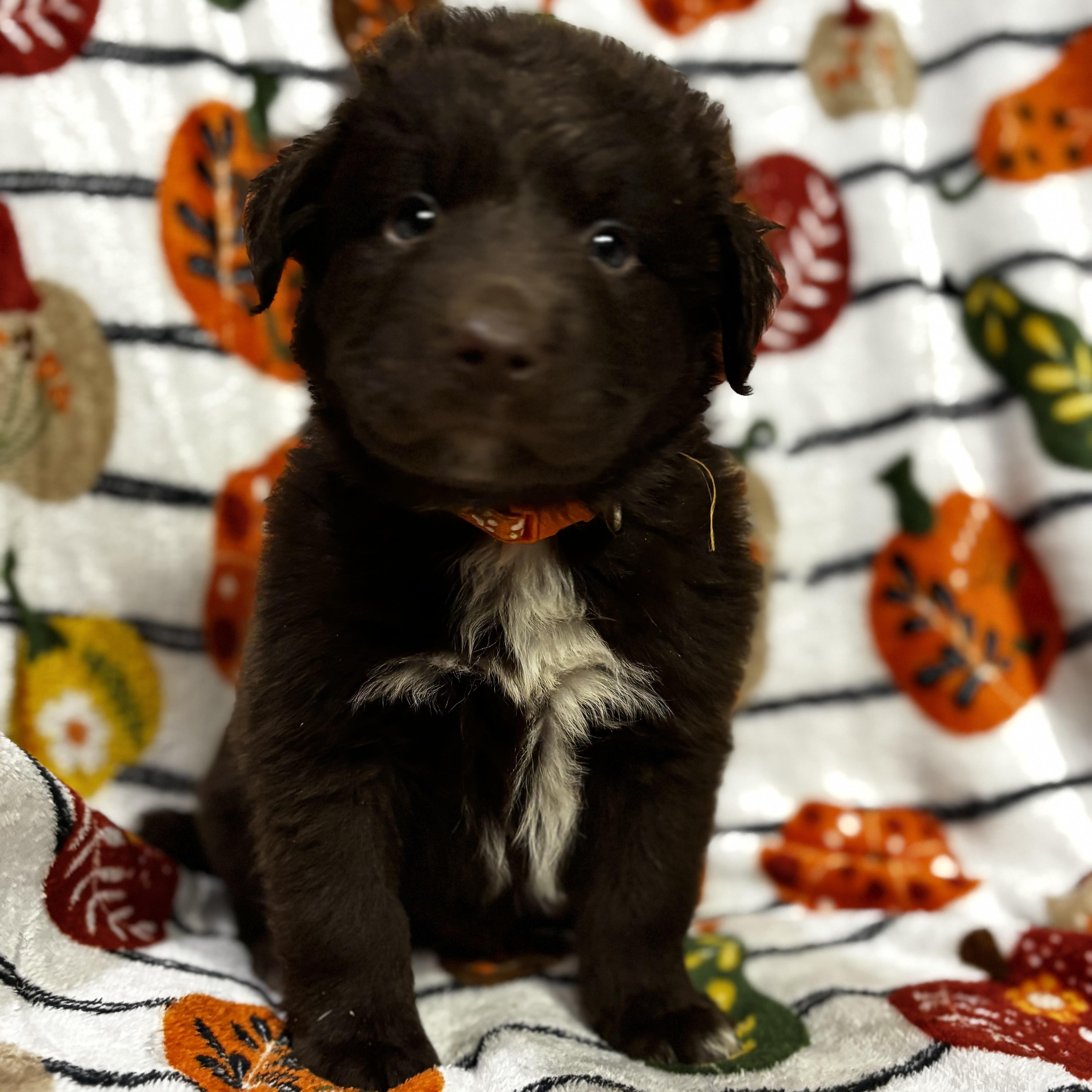 Enlarge Benny, a Adoptable mixed breed in Latham, NY image 1/6