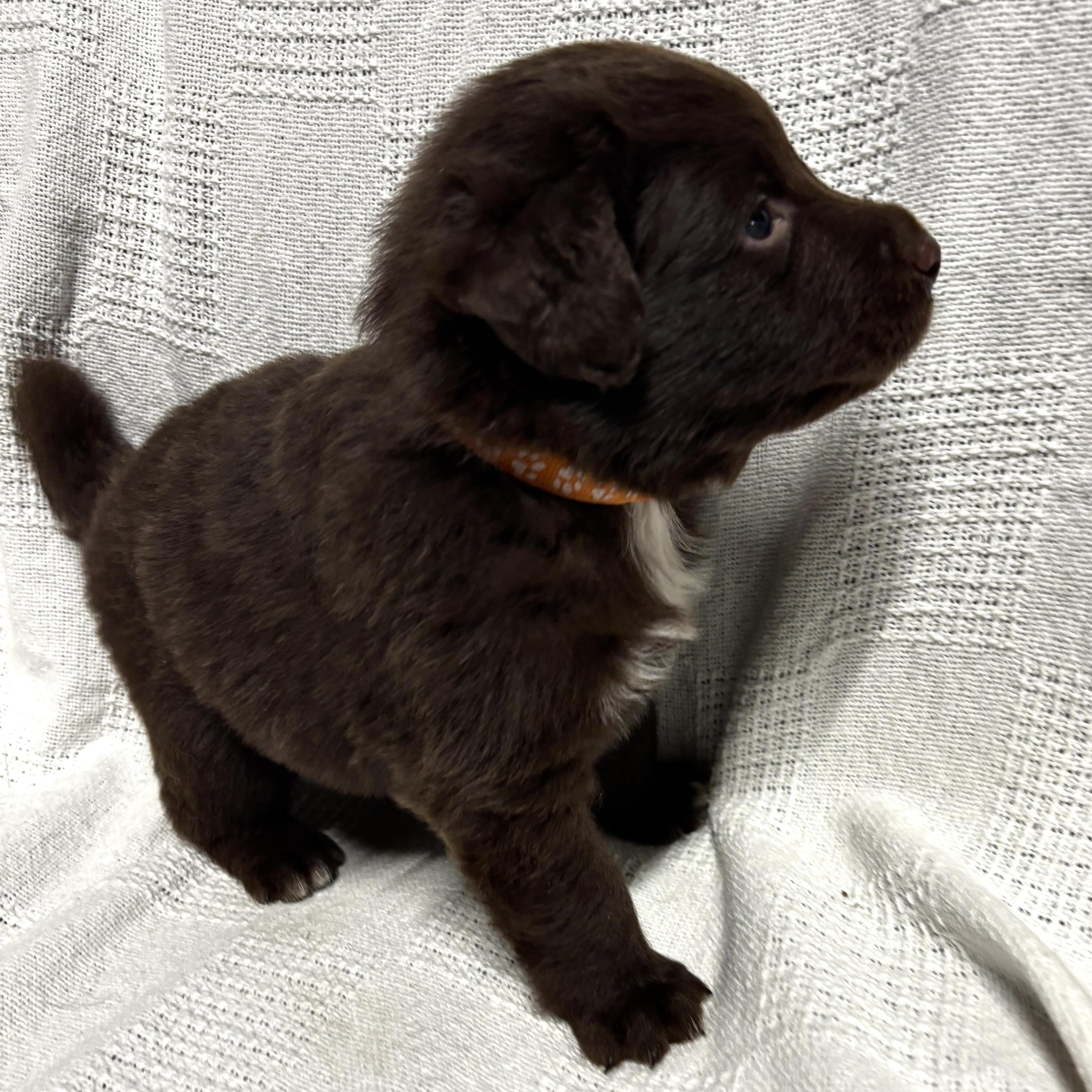 Enlarge Benny, a Adoptable mixed breed in Latham, NY image 6/6
