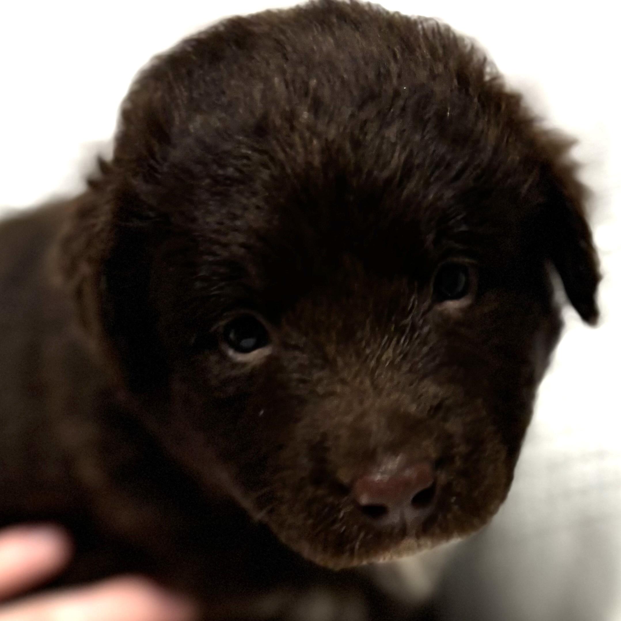 Enlarge Benny, a Adoptable mixed breed in Latham, NY image 5/6