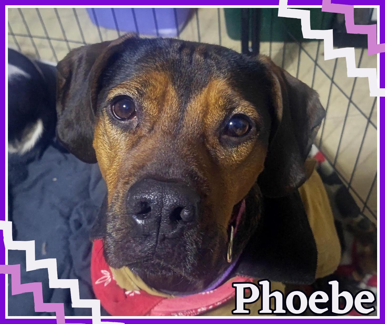 Enlarge Phoebe - Available Jan 6th, an adopted mixed breed in Valley City, ND image 1/2