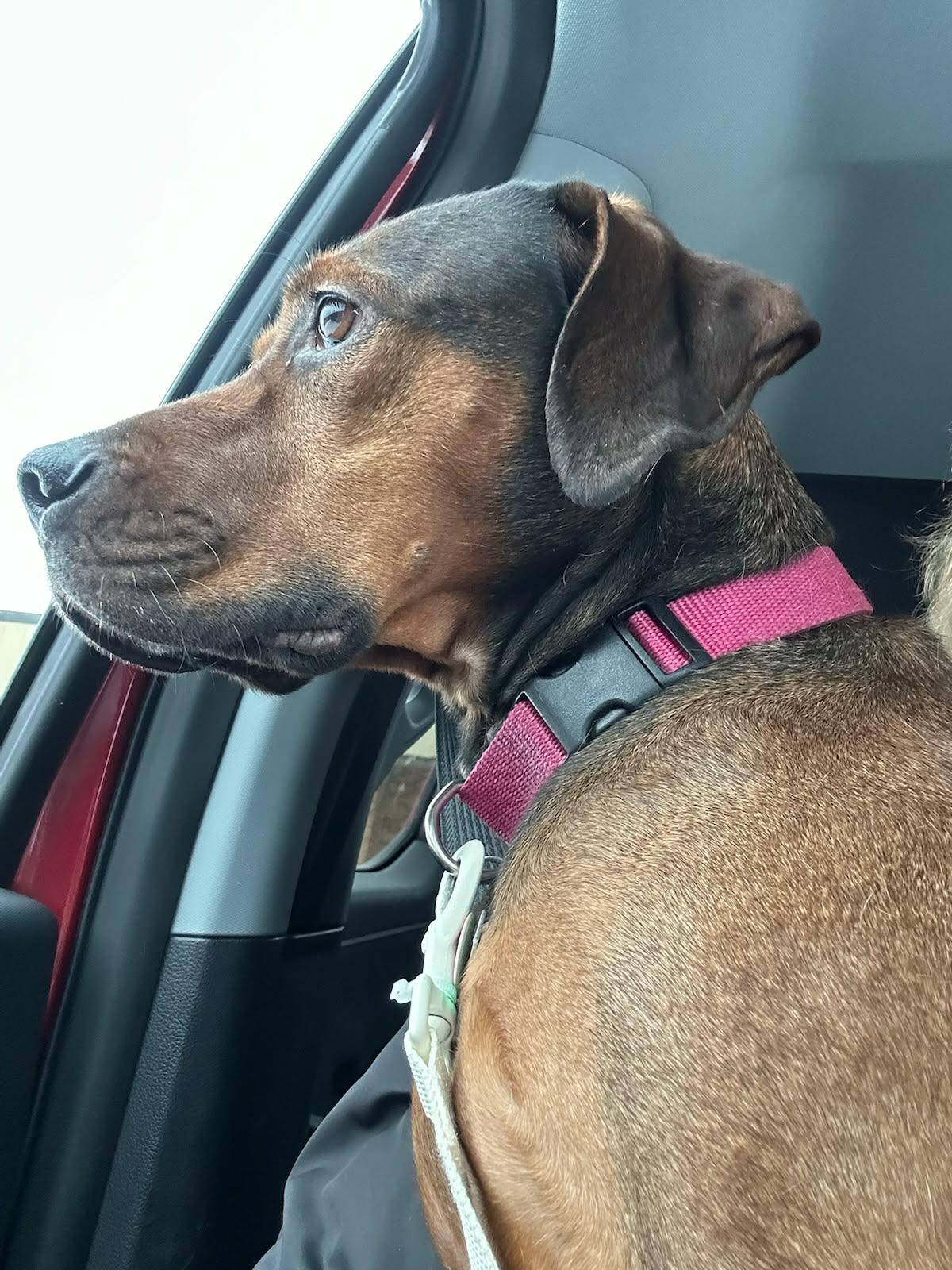 Enlarge Phoebe - Available Jan 6th, an adopted mixed breed in Valley City, ND image 2/2