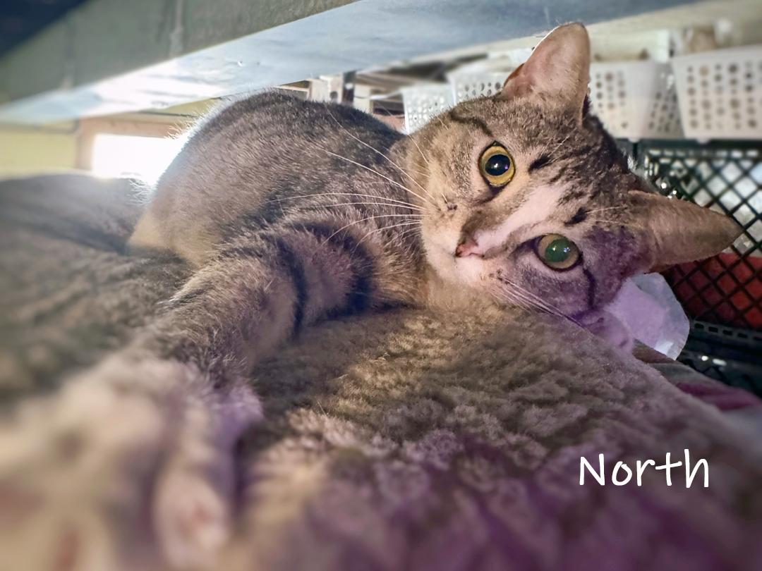 Enlarge North, an adopted Domestic Short Hair in Chicago, IL image 3/3