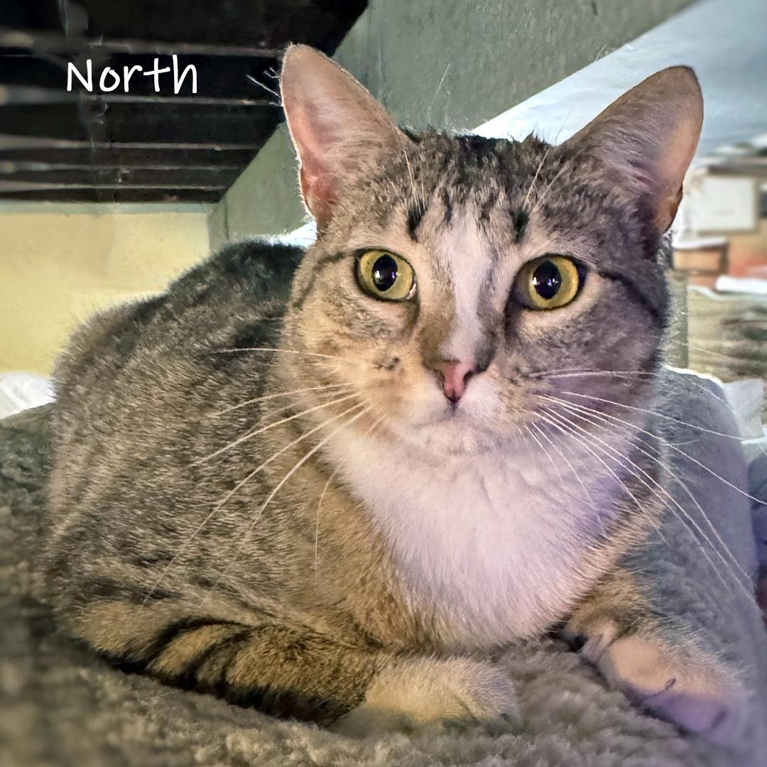 Enlarge North, an adopted Domestic Short Hair in Chicago, IL image 1/3