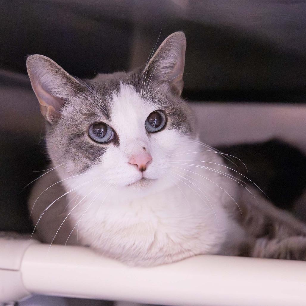 Les, Adoptable, Adult Male Domestic Short Hair.