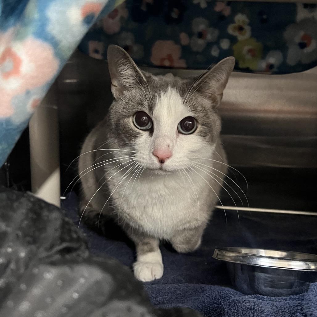 Enlarge Les, a Adoptable Domestic Short Hair in Mentor, OH image 3/3