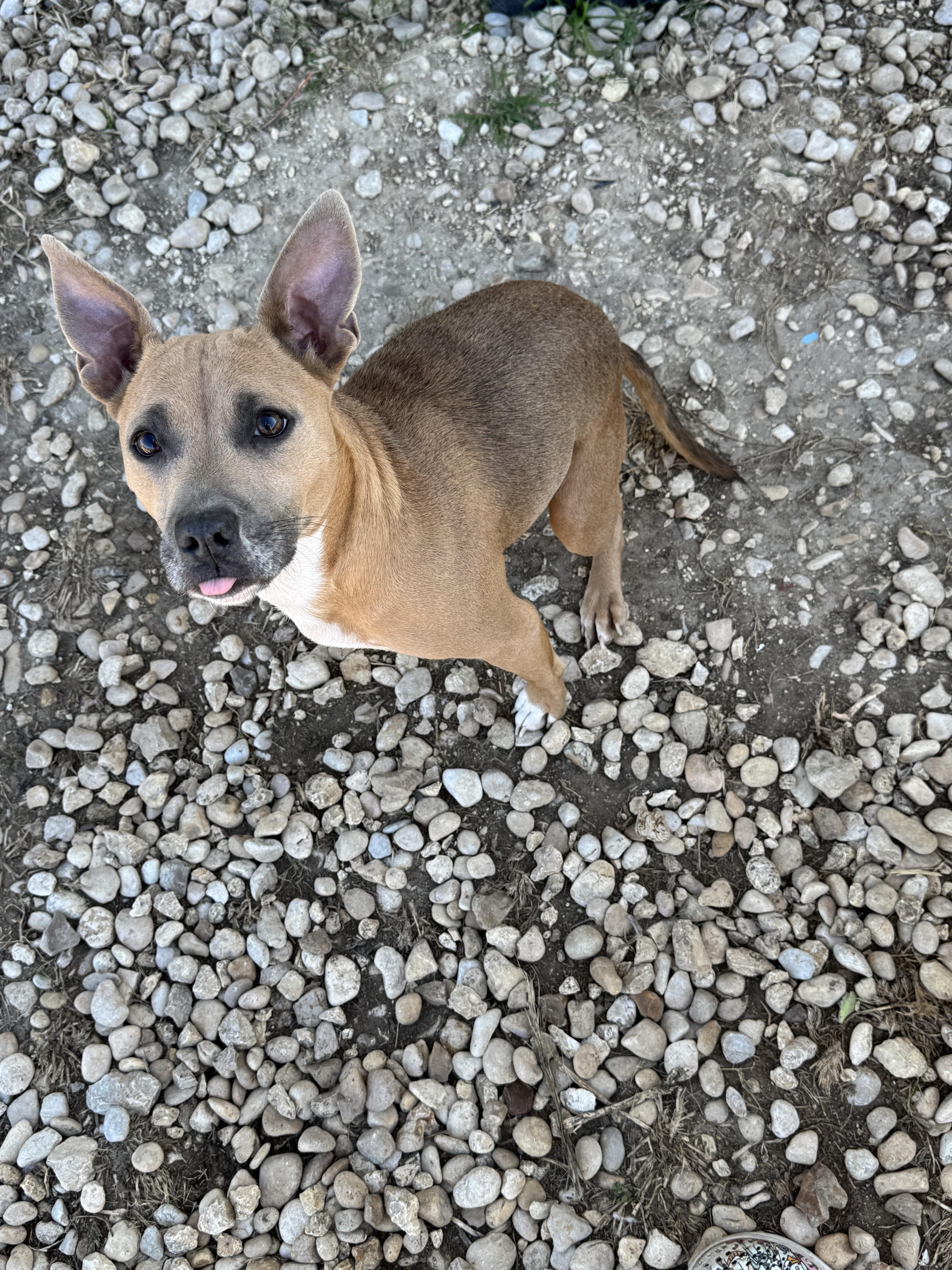 Kiwi, ADOPTABLE, Adult Female Chihuahua & Pit Bull Terrier.