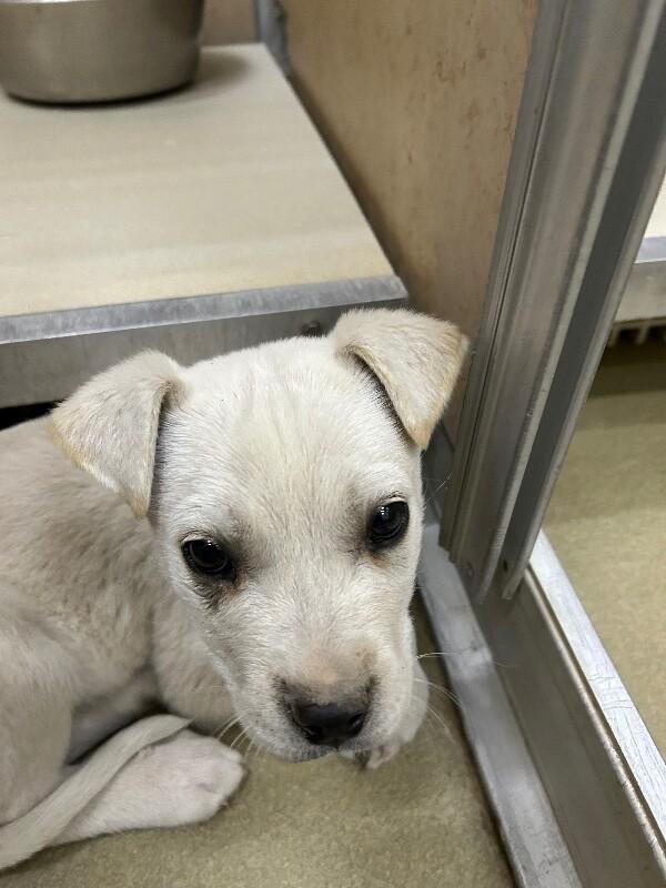 Summer, Adoptable, Young Female Mixed Breed.