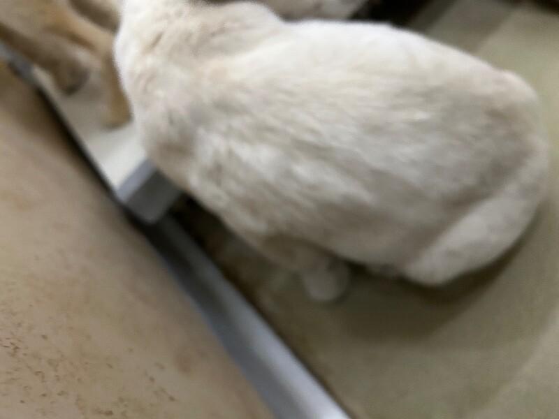 Enlarge Summer, a Adoptable Mixed Breed in Hobbs, NM image 2/4