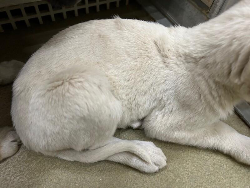 Enlarge Summer, a Adoptable Mixed Breed in Hobbs, NM image 3/4