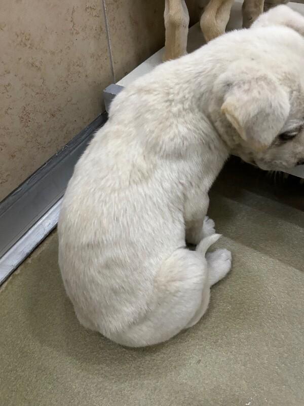 Enlarge Summer, a Adoptable Mixed Breed in Hobbs, NM image 4/4