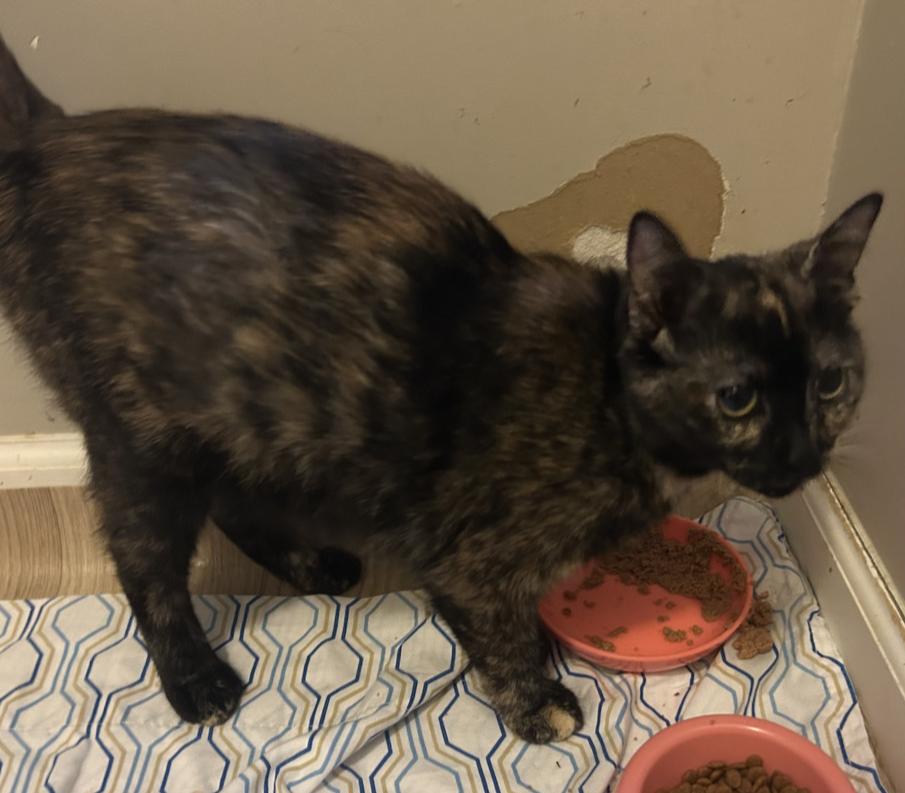 Diamond, Adoptable, Young Female Domestic Short Hair.