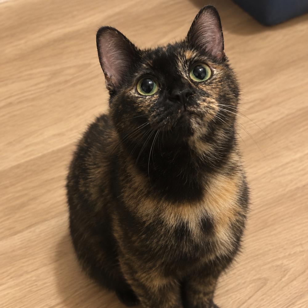 Enlarge Diamond, a Adoptable Domestic Short Hair in Chicago, IL image 2/3