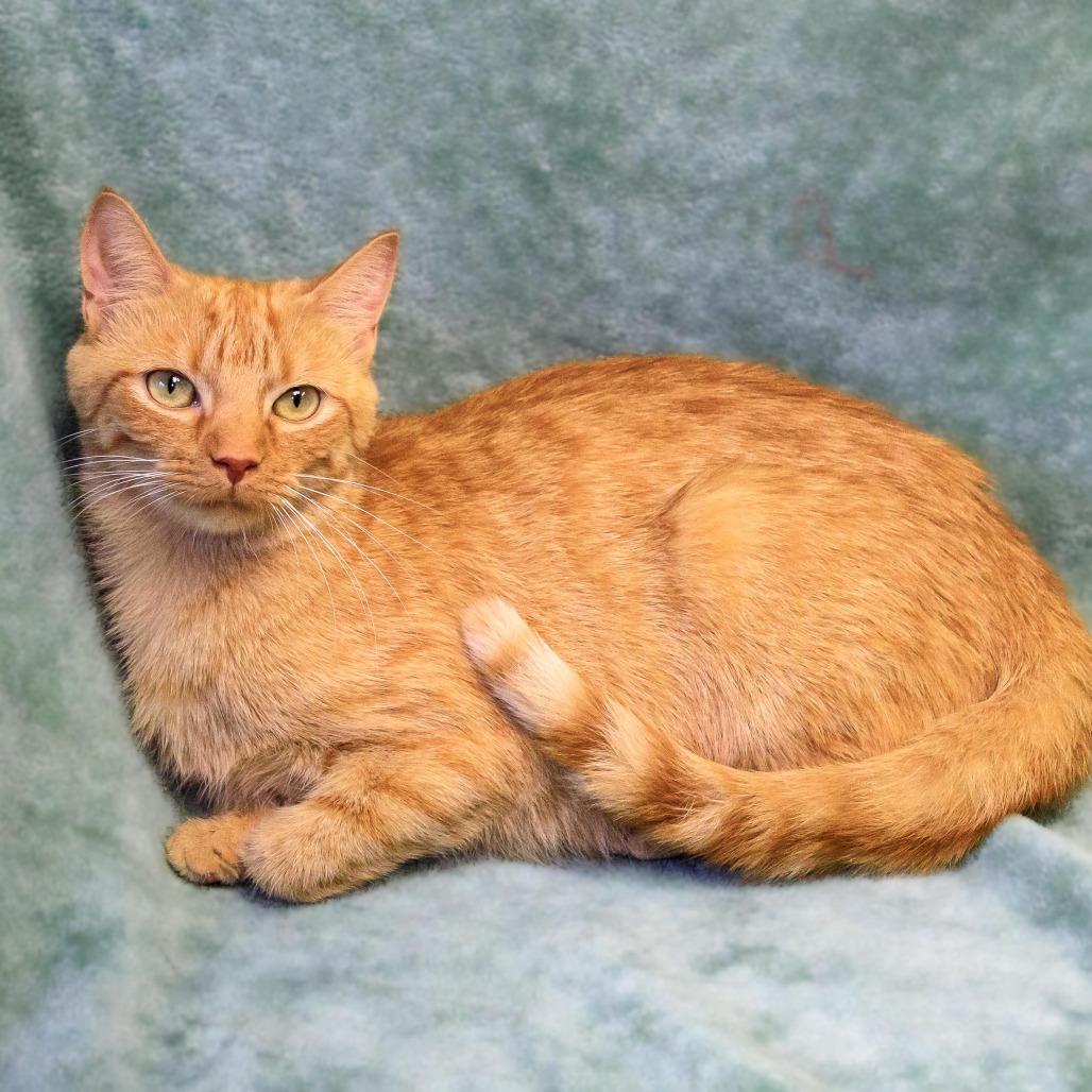 Fanta, Adoptable, Adult Female Domestic Short Hair.