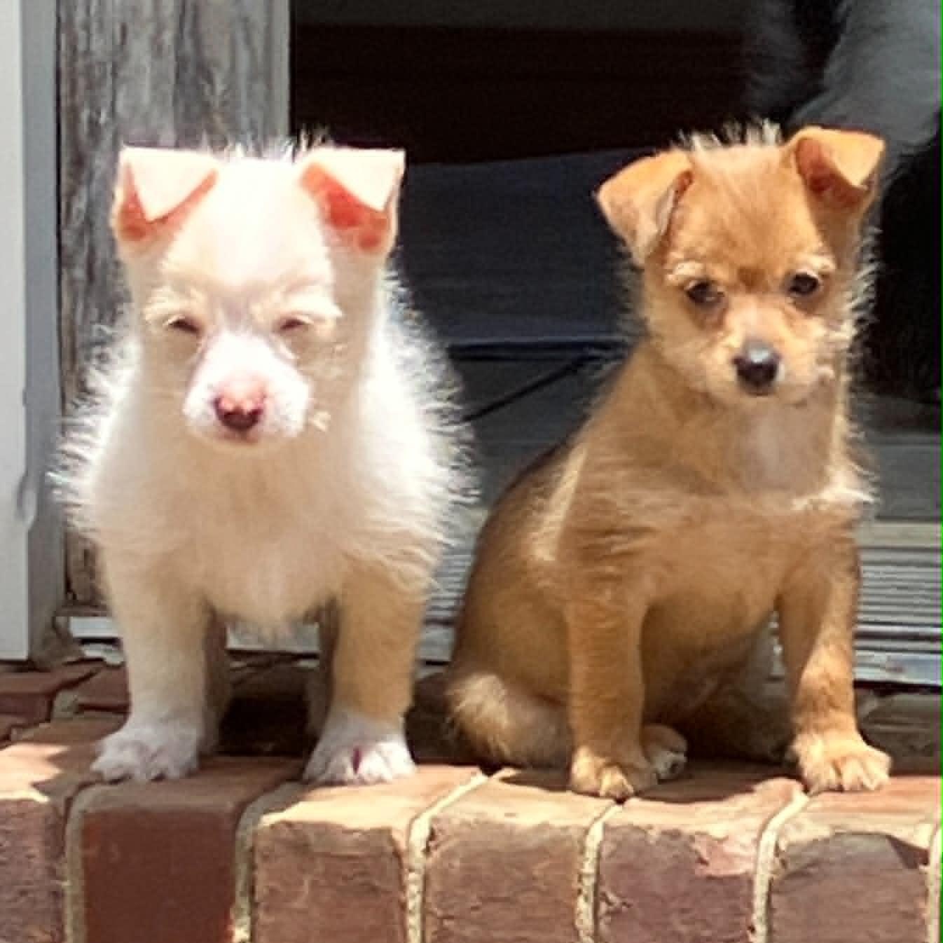 CoCo, Adoptable, Puppy Female Yorkie Poo & Chihuahua.