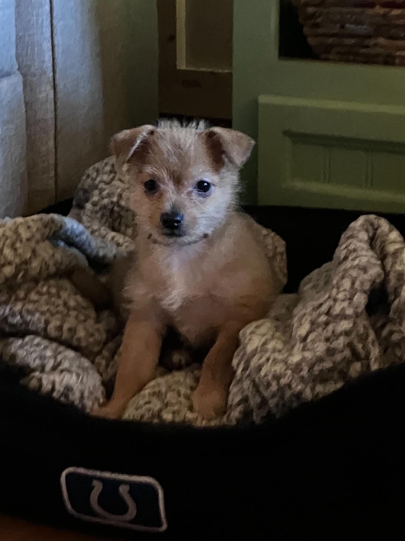 CoCo, a Adoptable mixed breed in Stormville, NY image 4/6