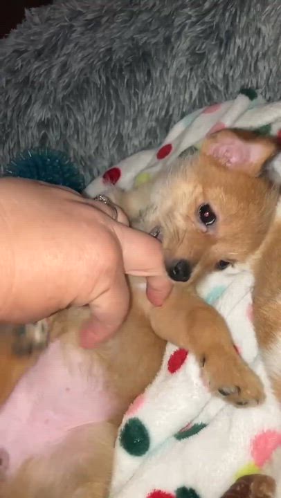 Enlarge CoCo, a Adoptable mixed breed in Stormville, NY video 5/6