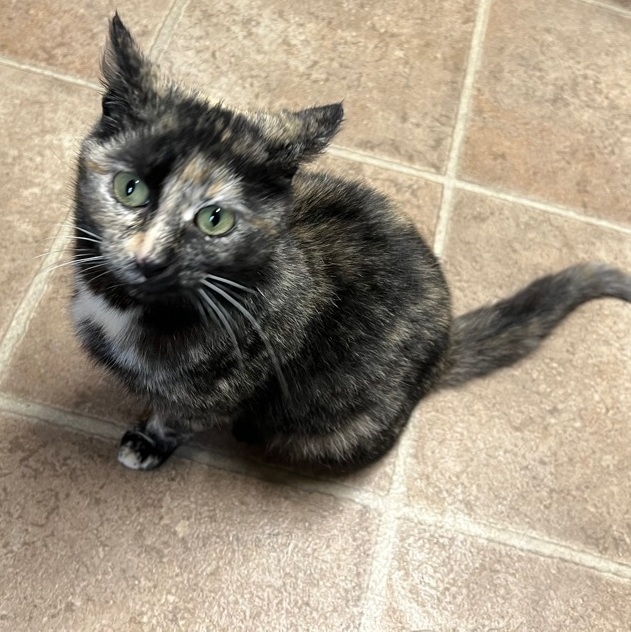 Gemma , a Adoptable mixed breed in Yellville, AR image 1/3