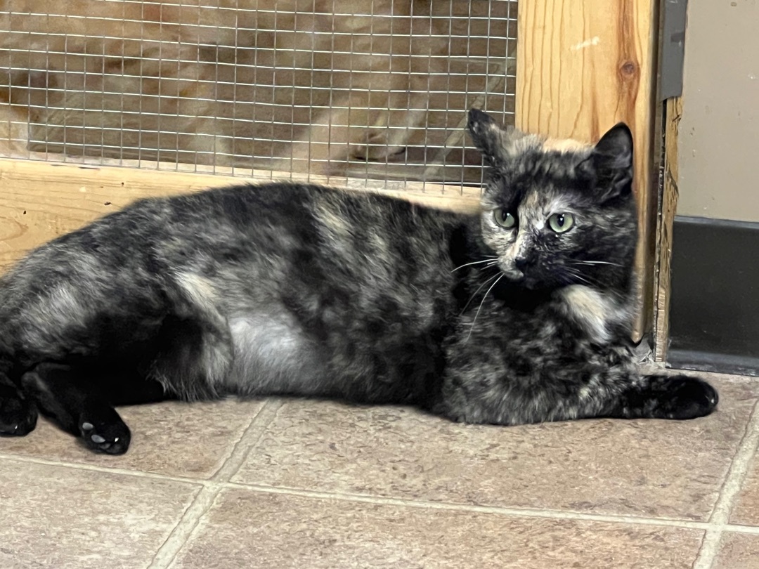 Gemma , a Adoptable mixed breed in Yellville, AR image 2/3