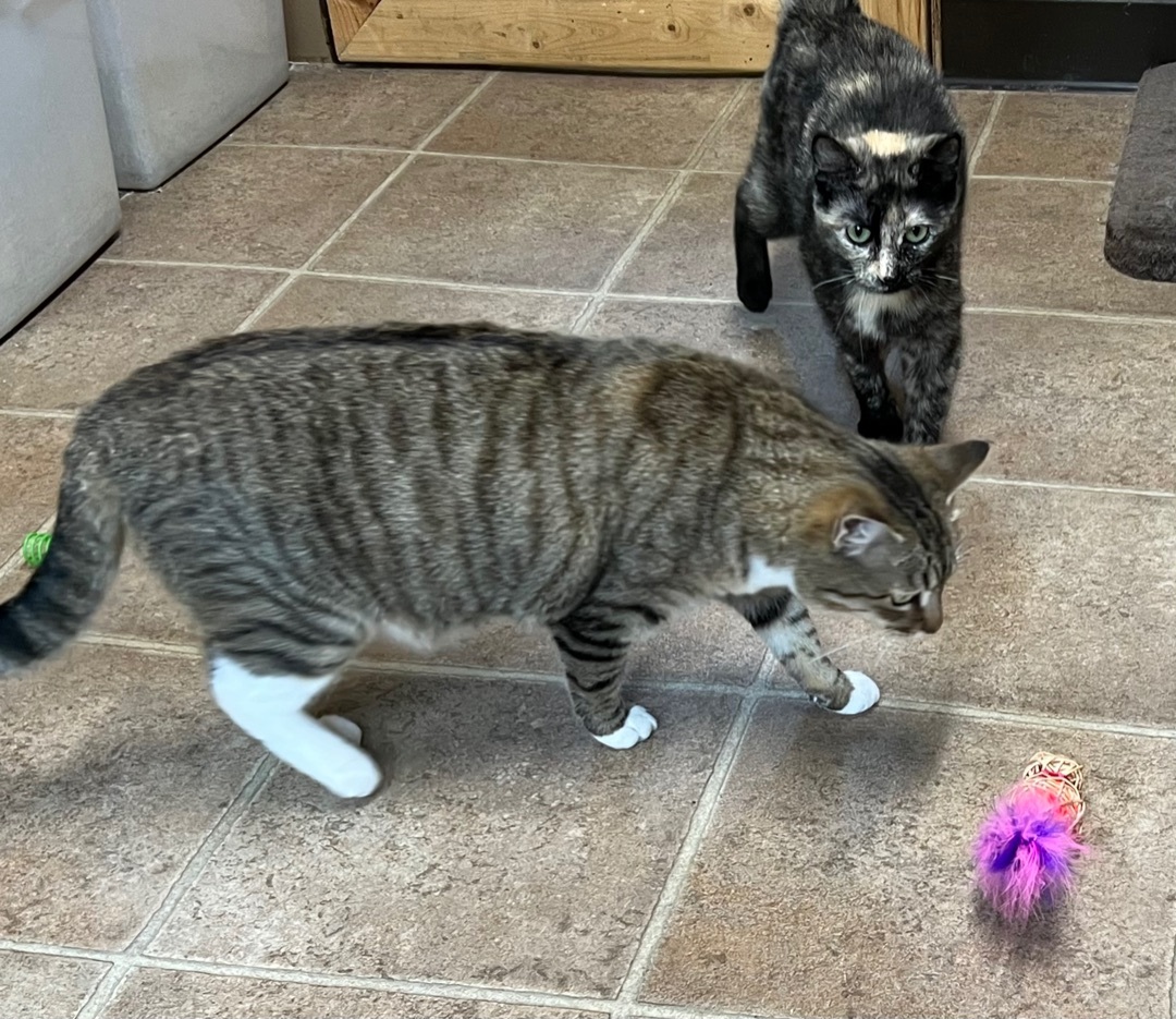 Gemma , a Adoptable mixed breed in Yellville, AR image 3/3