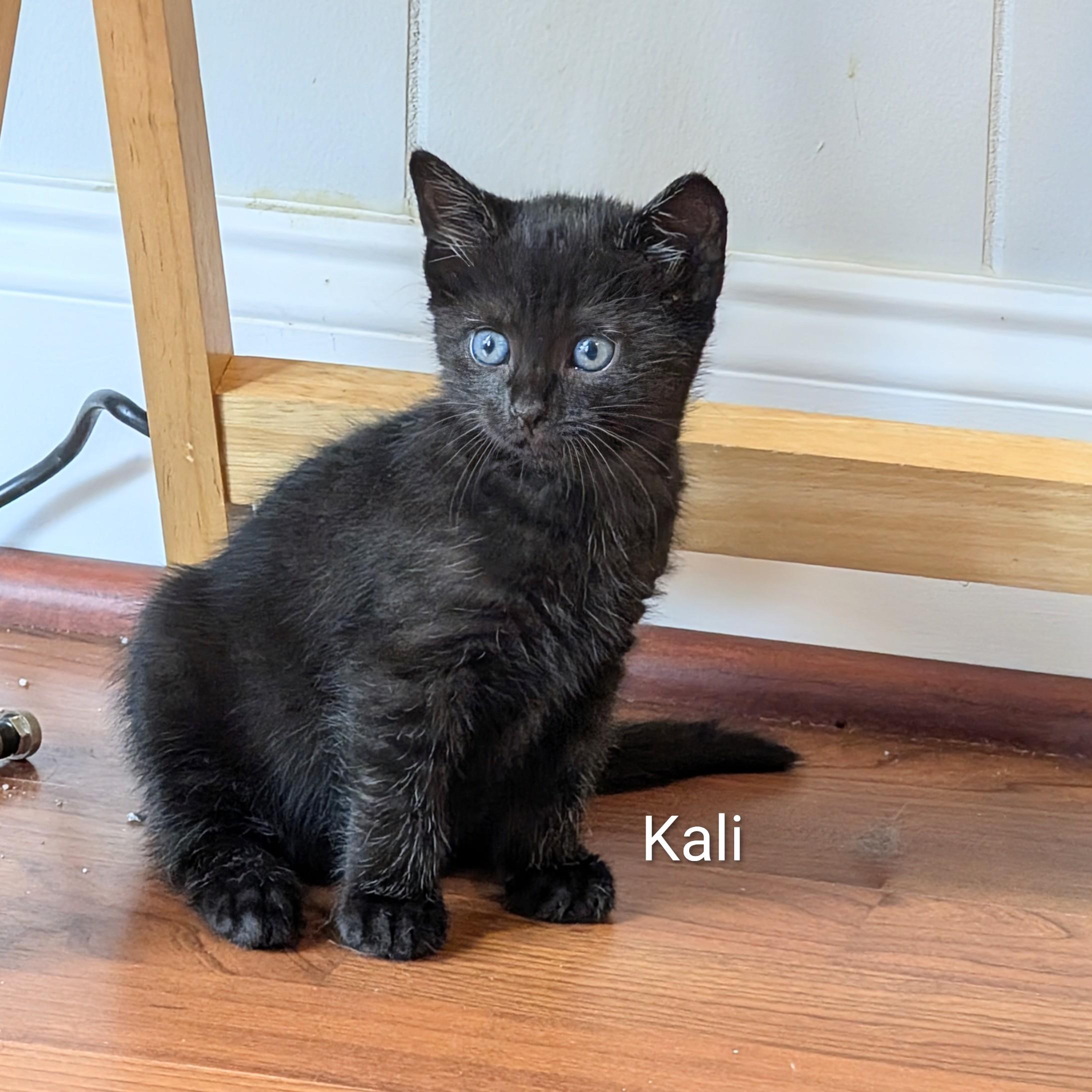 Enlarge Kali, an adopted Domestic Short Hair in Whispering Pines, NC image 1/1