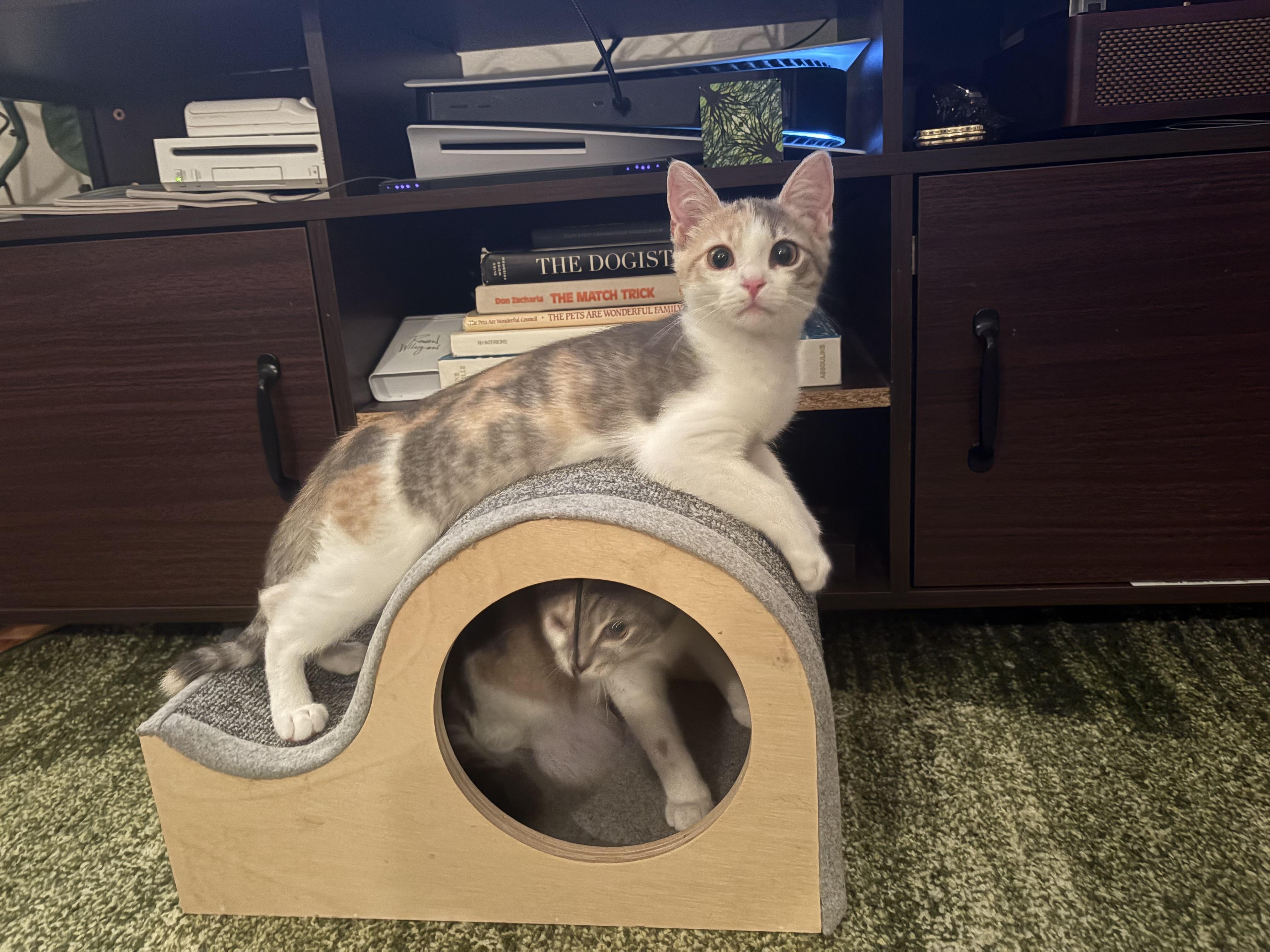 PHILLY & ESME - LOVING TWINS Domestic Short Hair Cat