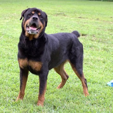 Enlarge Bear, a Adoptable Rottweiler in Saluda, VA image 2/4