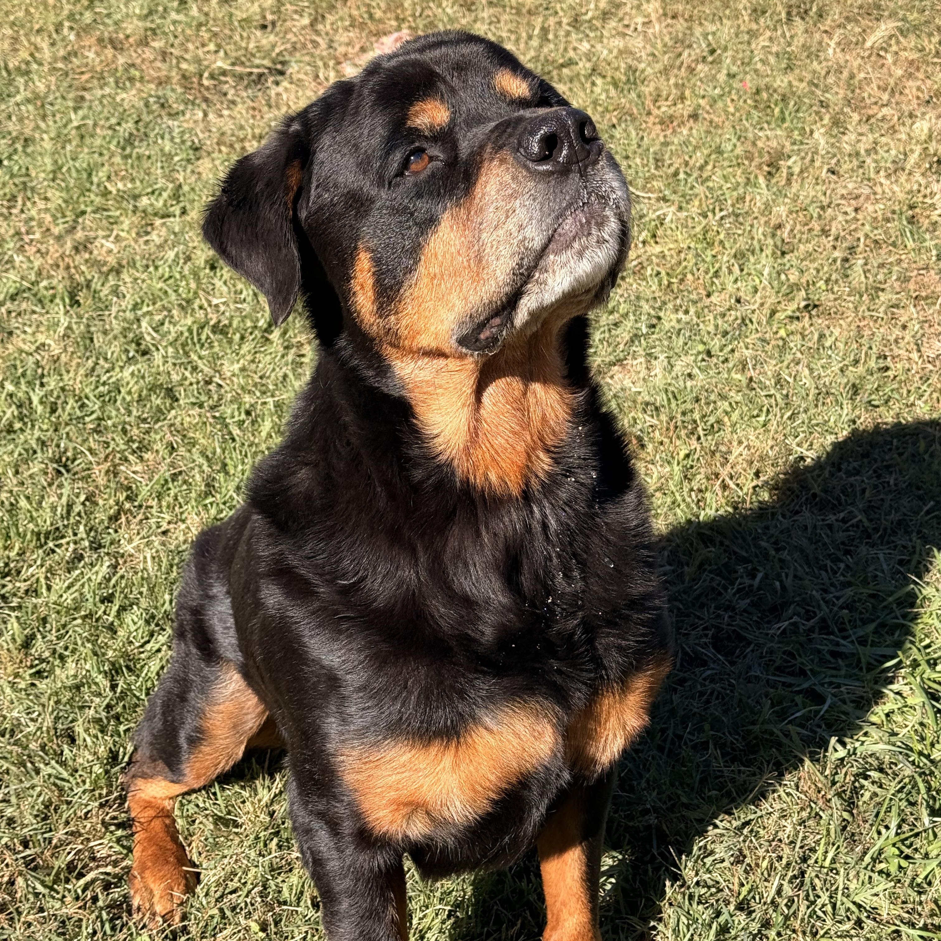 Enlarge Bear, a Adoptable Rottweiler in Saluda, VA image 3/4