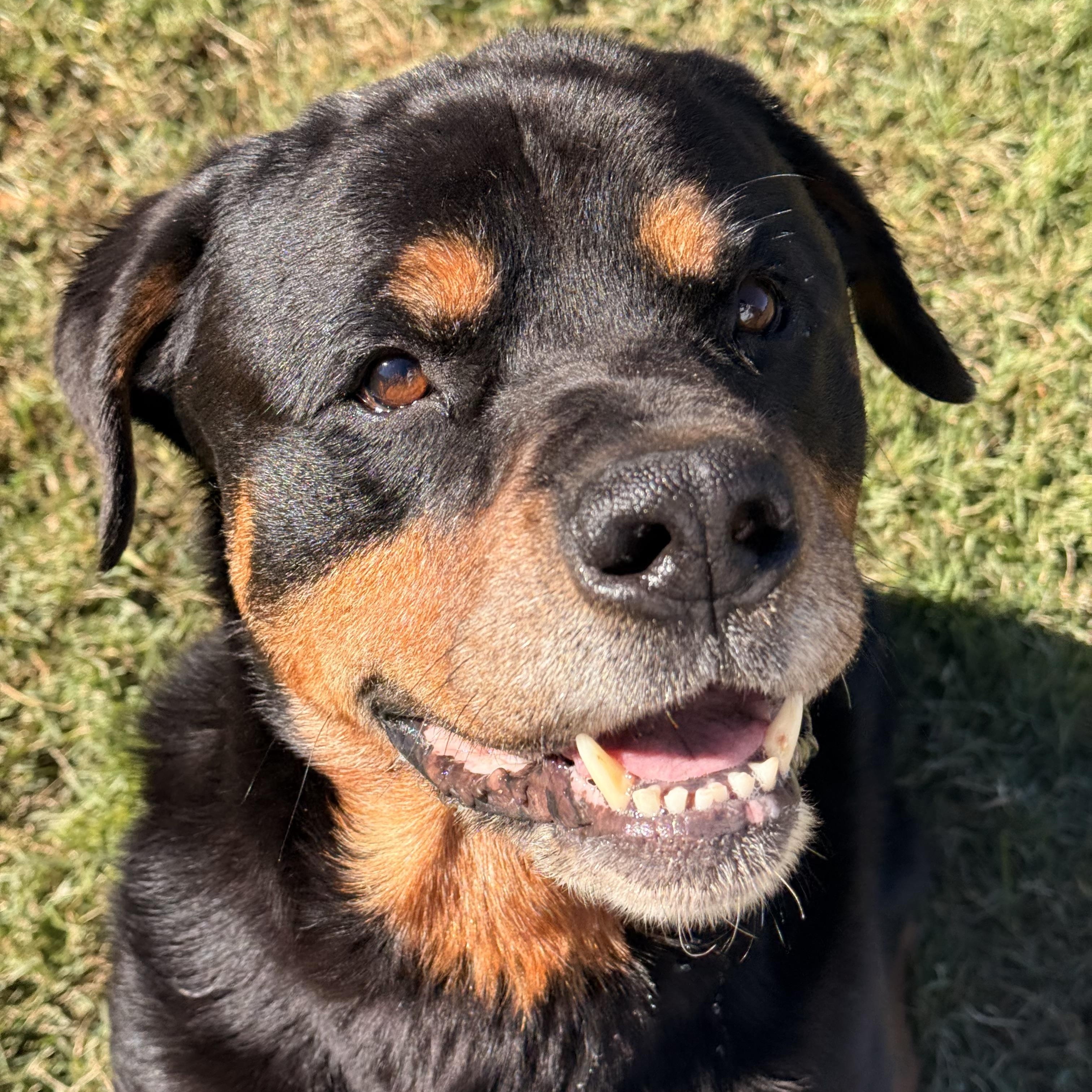 Enlarge Bear, a Adoptable Rottweiler in Saluda, VA image 1/4