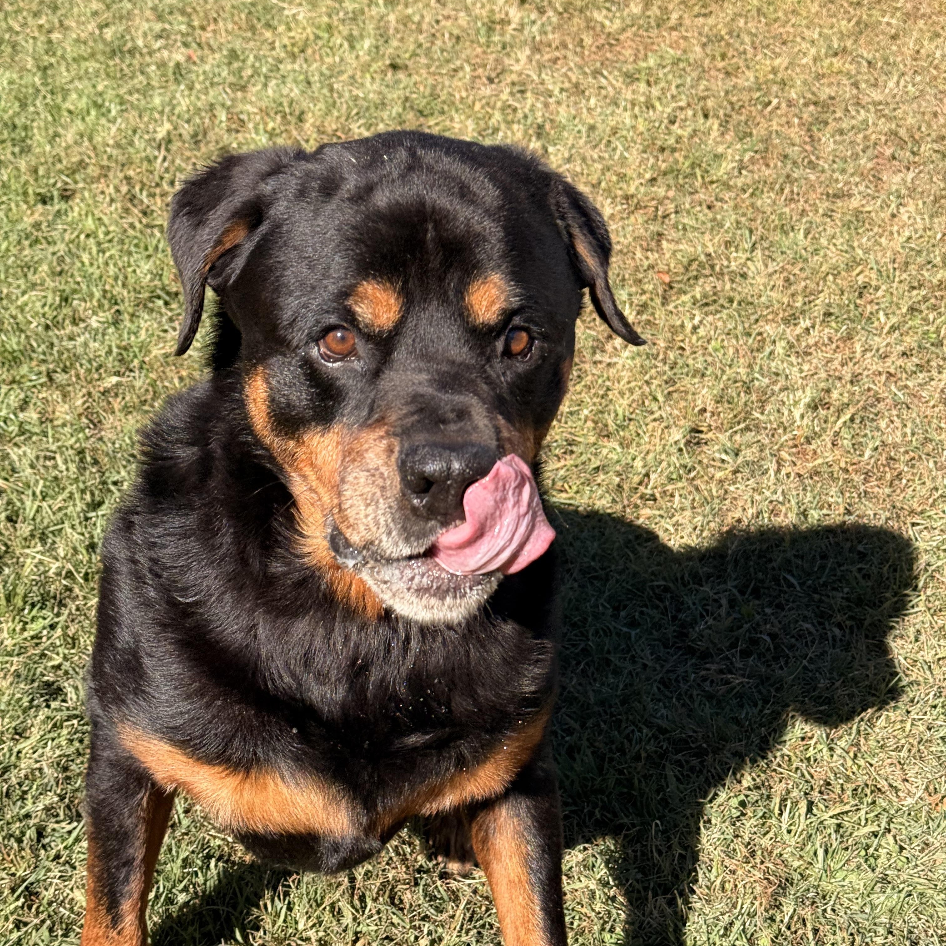 Enlarge Bear, a Adoptable Rottweiler in Saluda, VA image 4/4