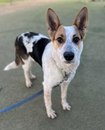Trip, a Adoptable mixed breed in Fresno, CA image 1/3