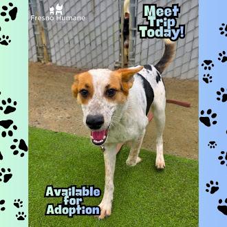 Trip, a Adoptable mixed breed in Fresno, CA image 2/3