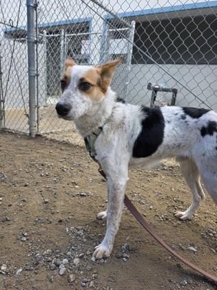 Trip, a Adoptable mixed breed in Fresno, CA image 3/3